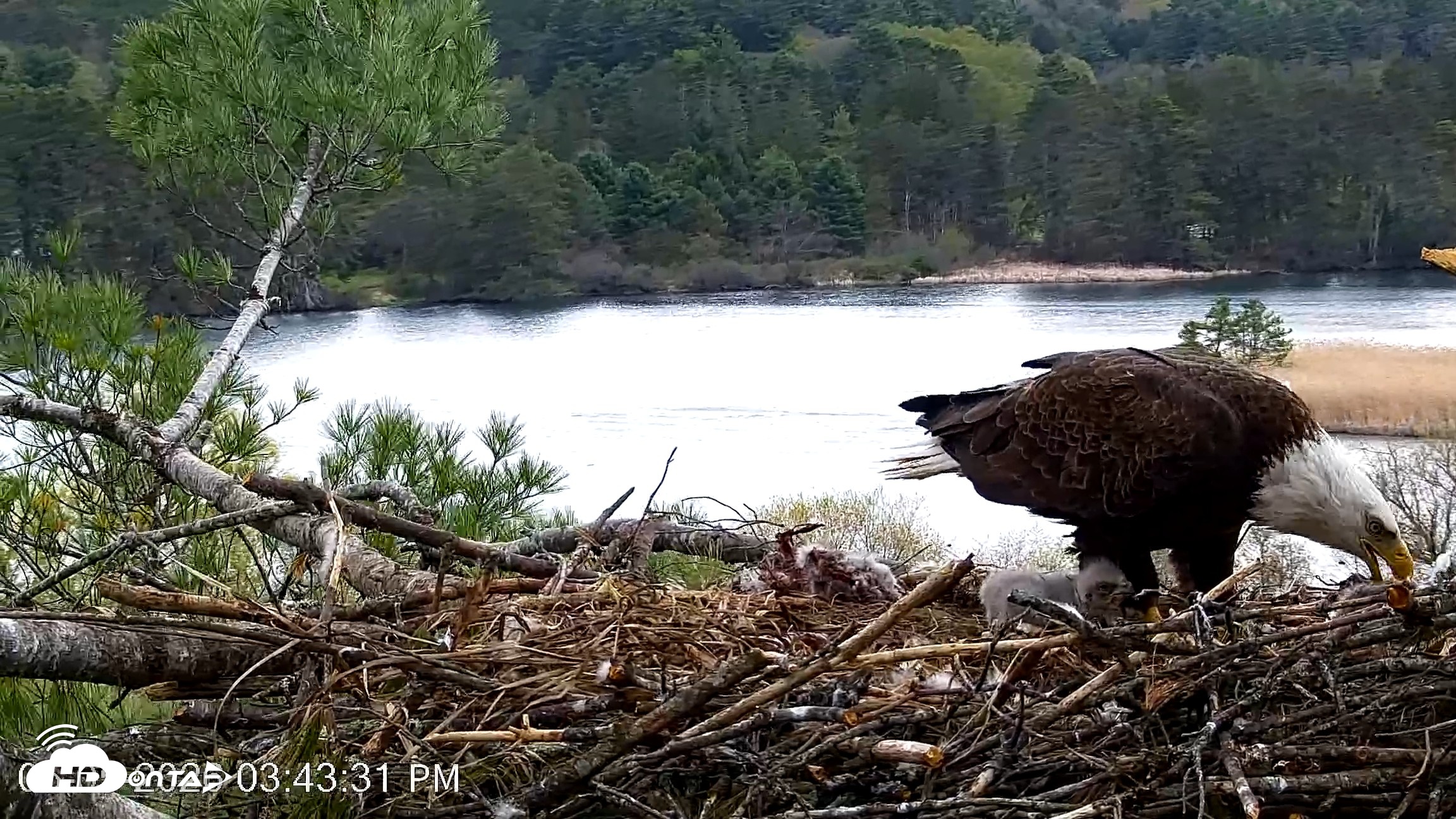 Snapshot of VINS Bald Eagles Nest Live Cams taken May 5, 2026, 3:44pm EDT