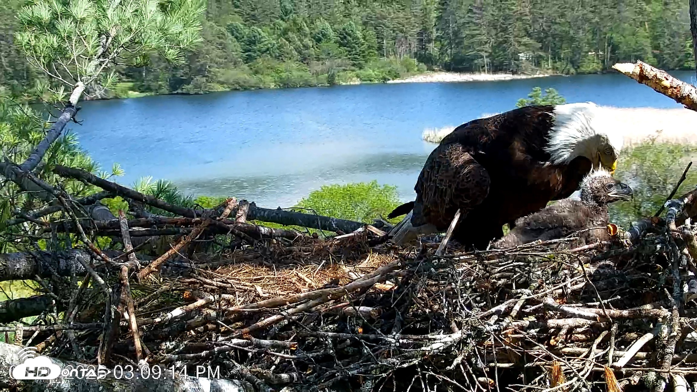 Snapshot of VINS Bald Eagles Nest Live Cams taken May 20, 2026, 3:09pm EDT