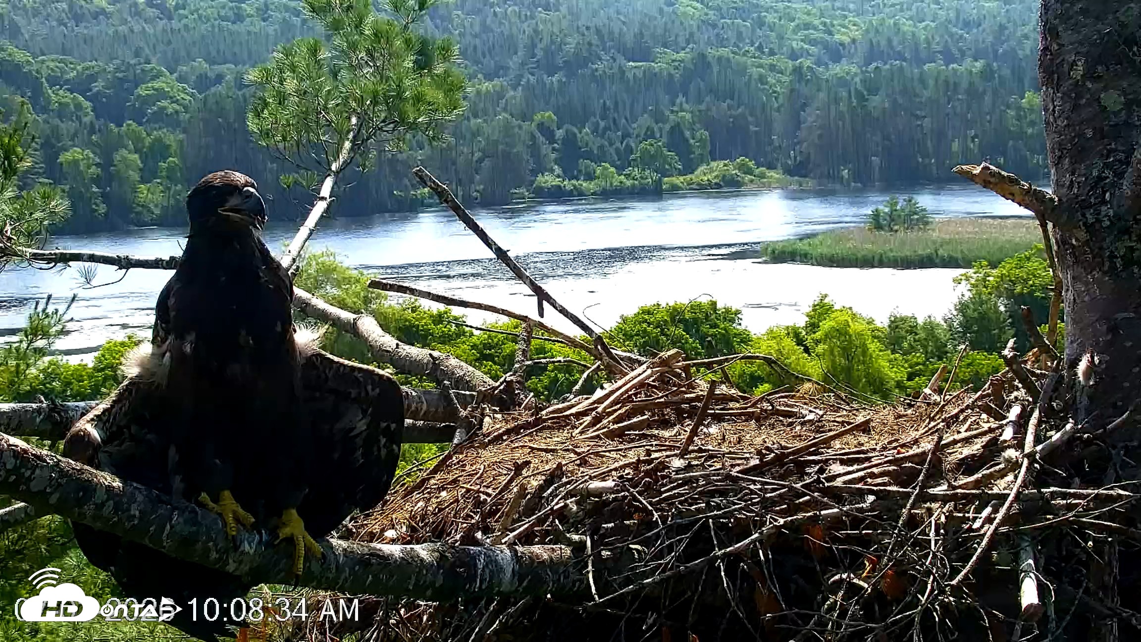 Snapshot of VINS Bald Eagles Nest Live Cams taken Jul 3, 2026, 10:09am EDT