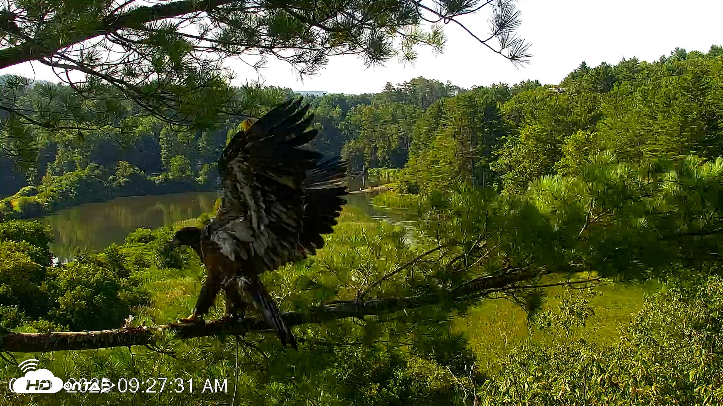 Snapshot of VINS Bald Eagles Nest Live Cams taken Jul 26, 2026, 9:27am EDT