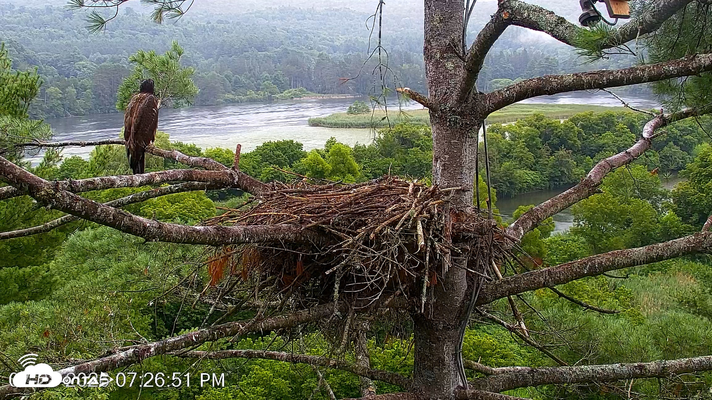 Snapshot of VINS Bald Eagles Nest Live Cams taken Jul 28, 2026, 7:27pm EDT