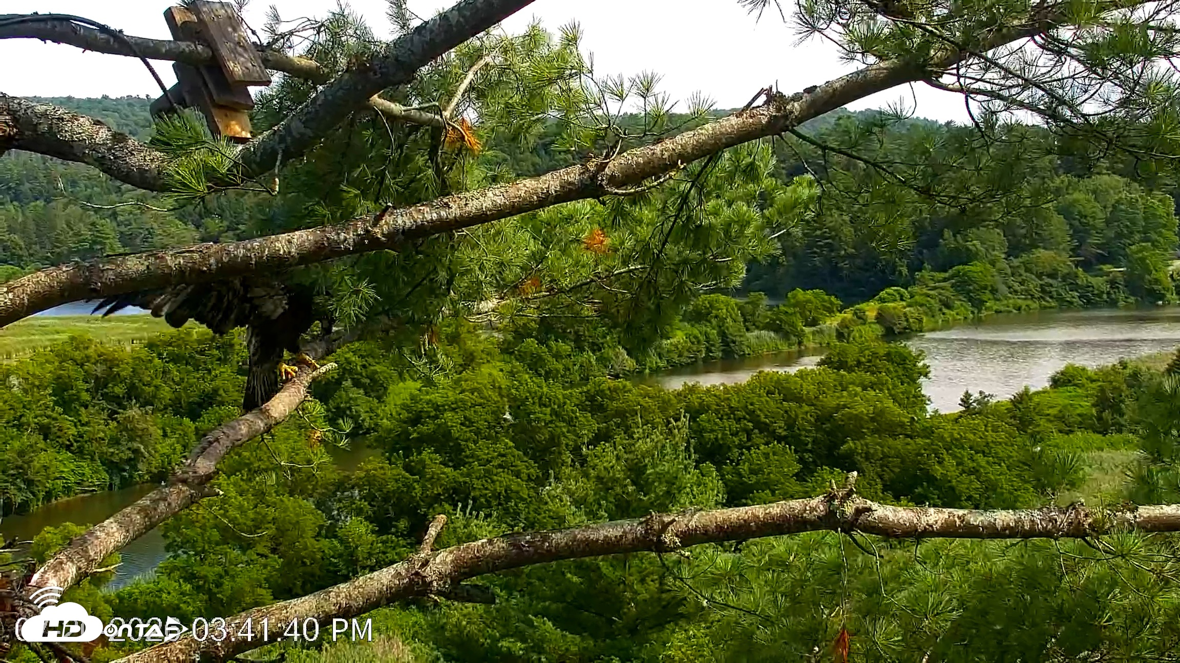 Snapshot of VINS Bald Eagles Nest Live Cams taken Jul 20, 2026, 3:42pm EDT