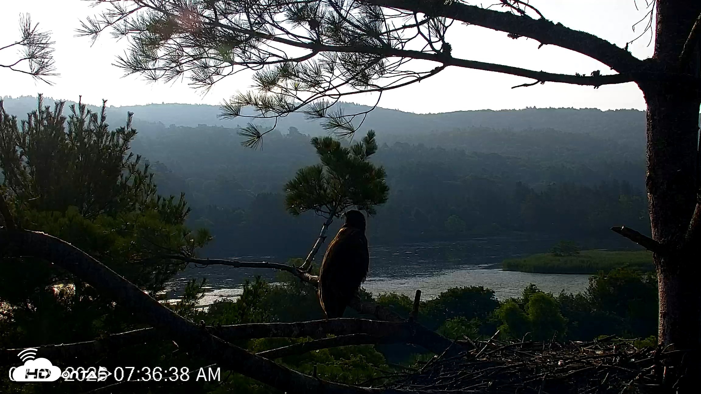 Snapshot of VINS Bald Eagles Nest Live Cams taken Aug 9, 2026, 7:37am EDT