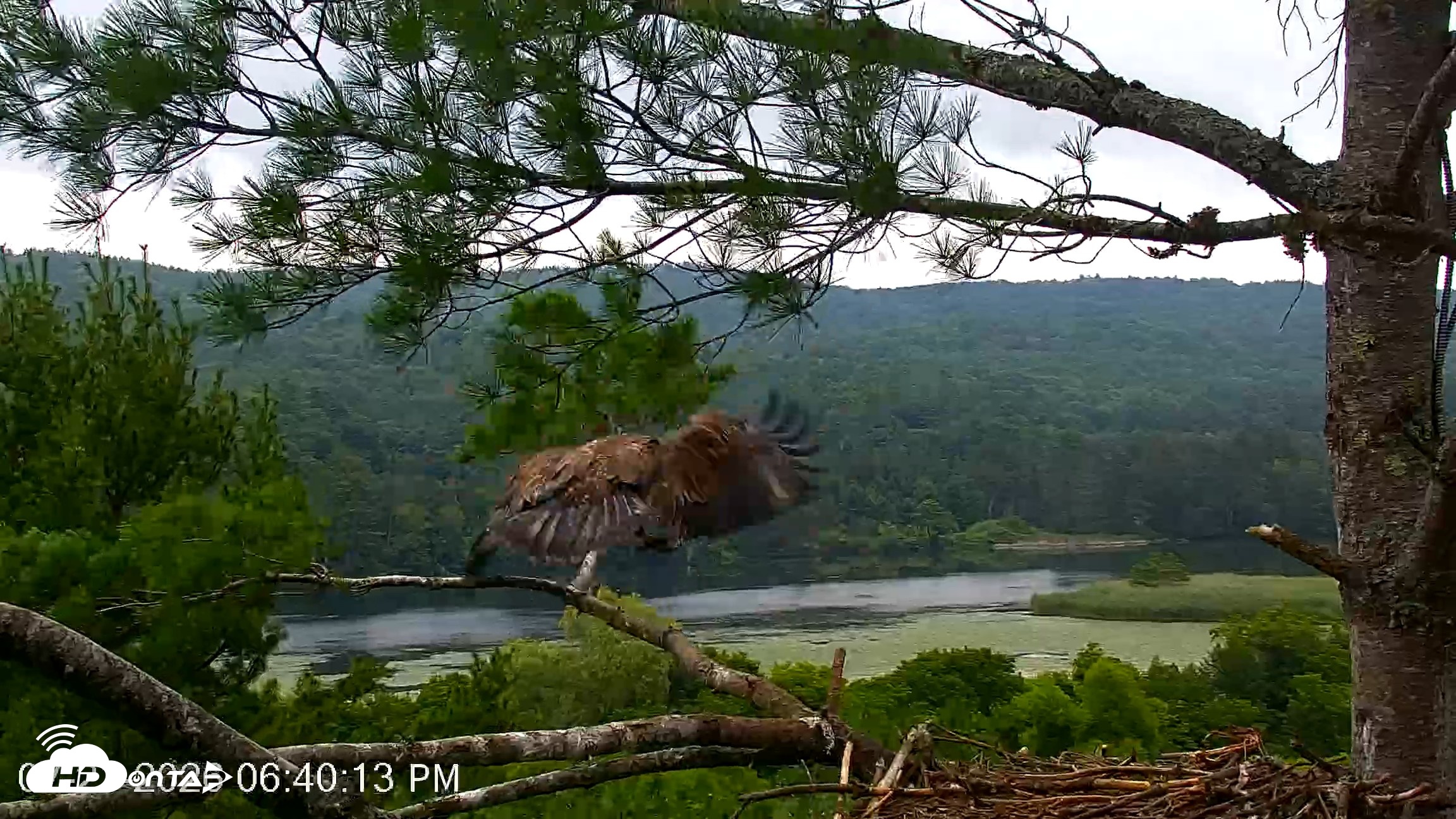 Snapshot of VINS Bald Eagles Nest Live Cams taken Jul 21, 2026, 6:41pm EDT