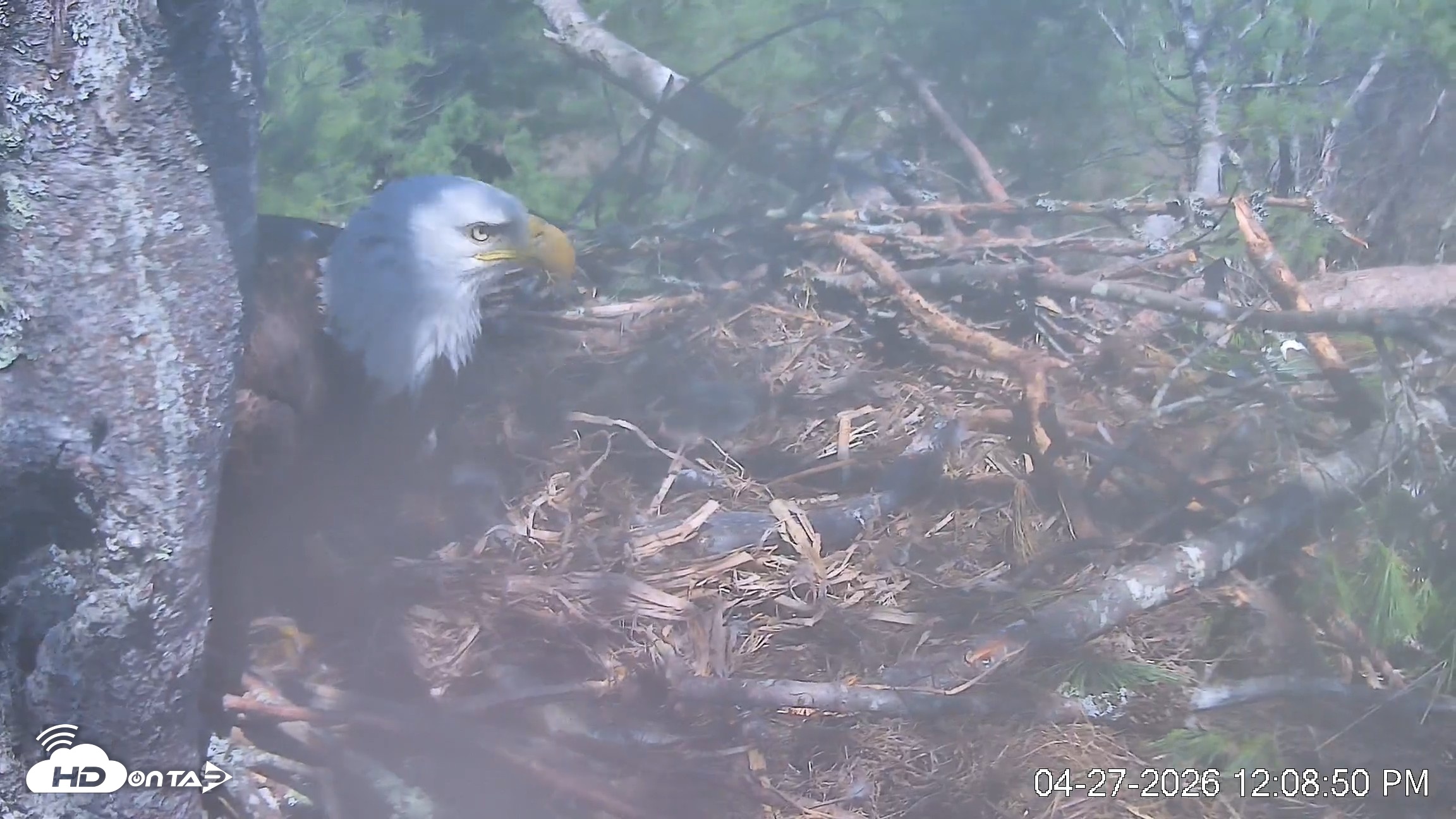 Snapshot of VINS Bald Eagles Nest Live Cams taken Apr 27, 2026, 12:09pm EDT