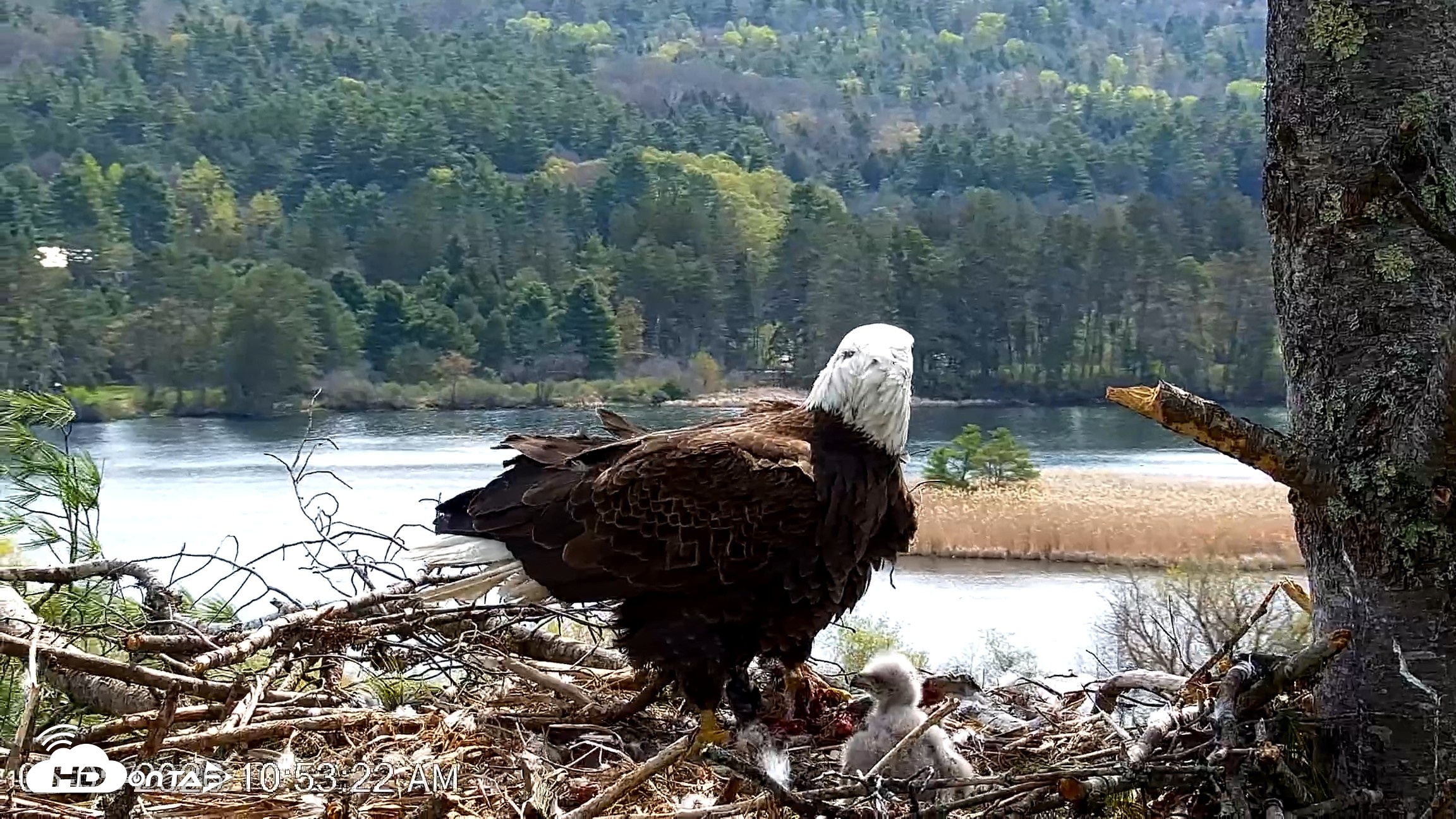 Snapshot of VINS Bald Eagles Nest Live Cams taken May 5, 2026, 10:54am EDT