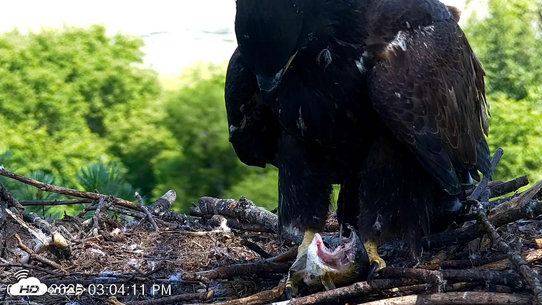 Snapshot of VINS Bald Eagles Nest Live Cams taken Jul 24, 2026, 3:05pm EDT