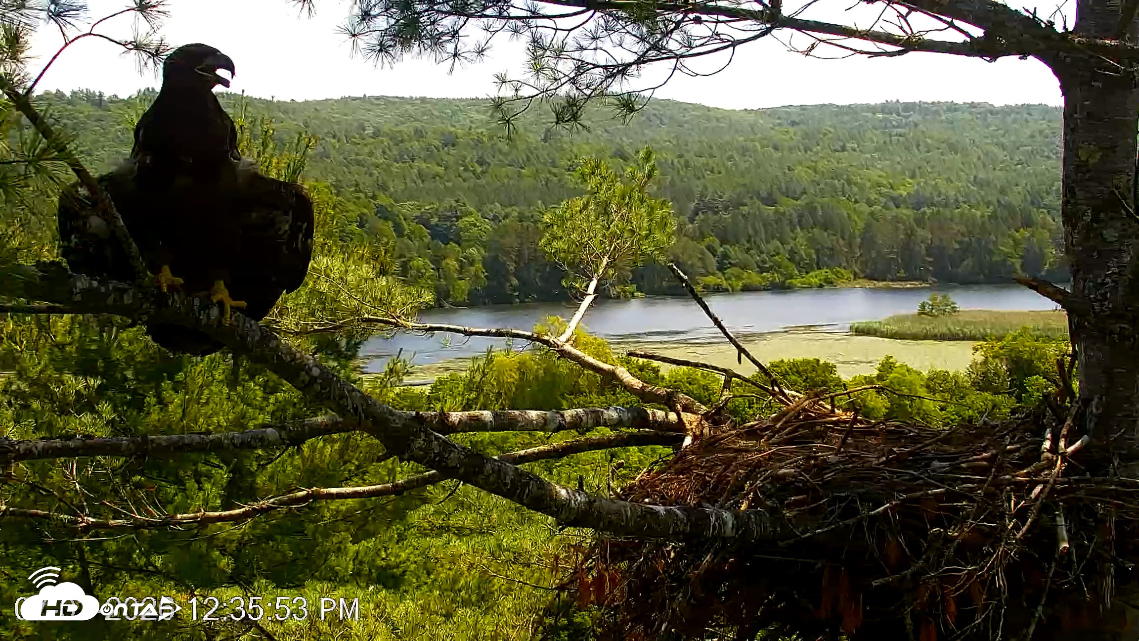 Snapshot of VINS Bald Eagles Nest Live Cams taken Jul 3, 2026, 12:36pm EDT