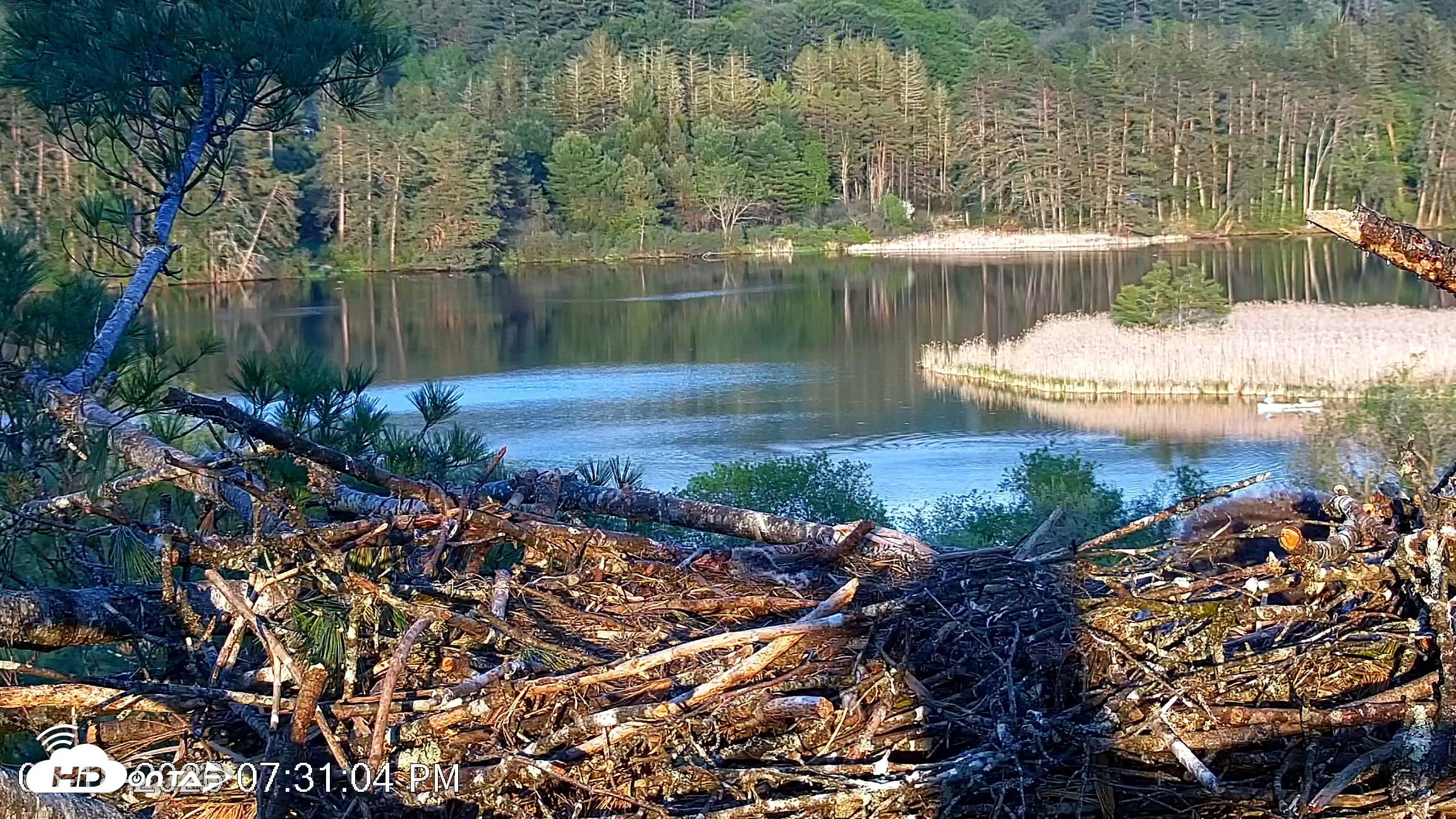Snapshot of VINS Bald Eagles Nest Live Cams taken May 18, 2026, 7:32pm EDT