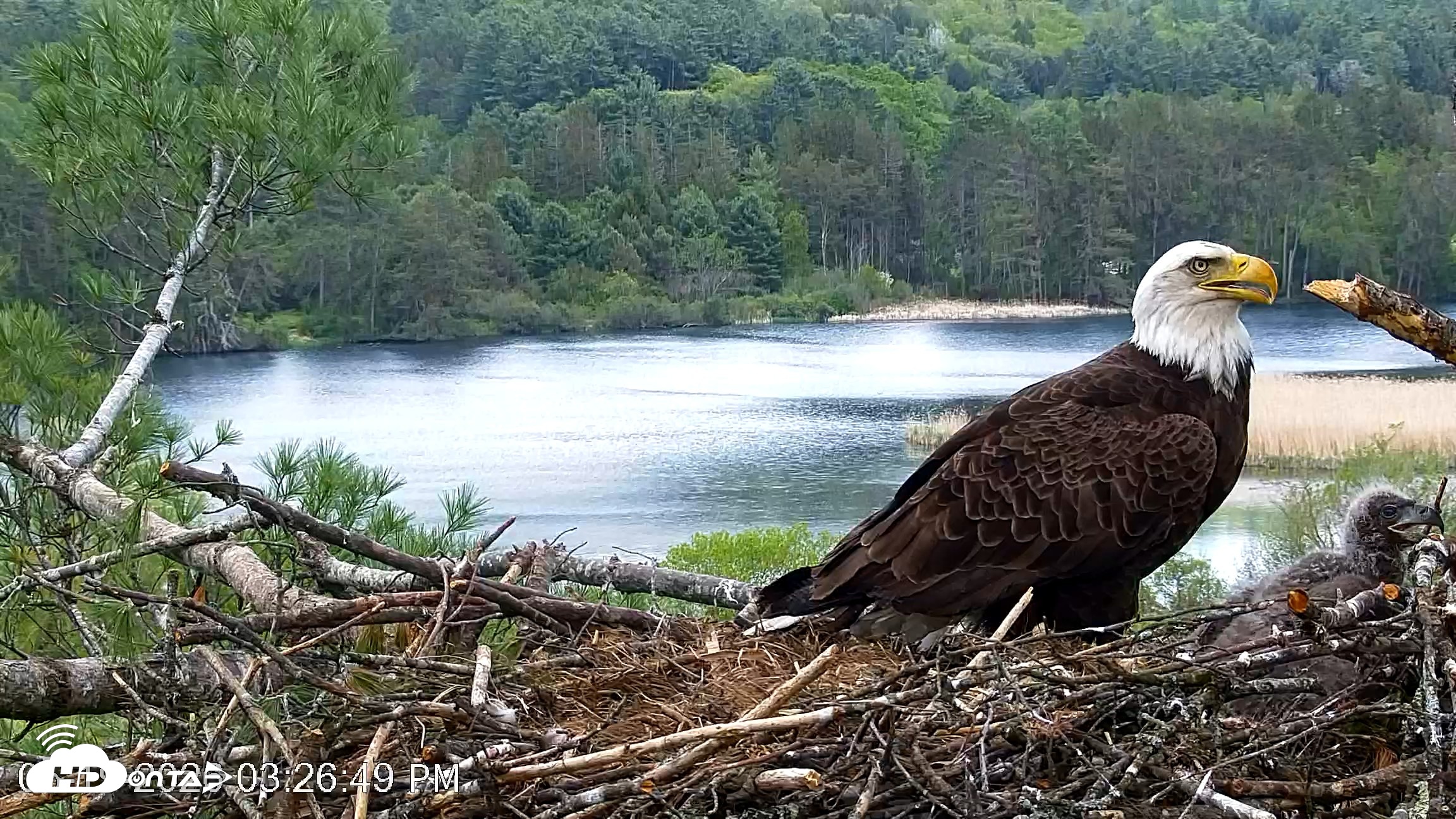 Snapshot of VINS Bald Eagles Nest Live Cams taken May 19, 2026, 3:27pm EDT