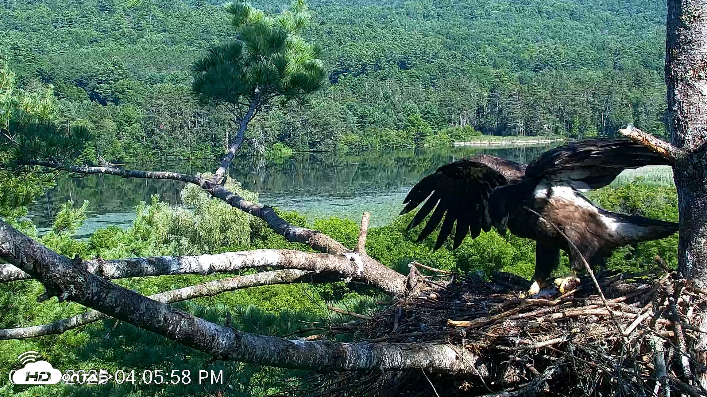 Snapshot of VINS Bald Eagles Nest Live Cams taken Jul 24, 2026, 4:06pm EDT