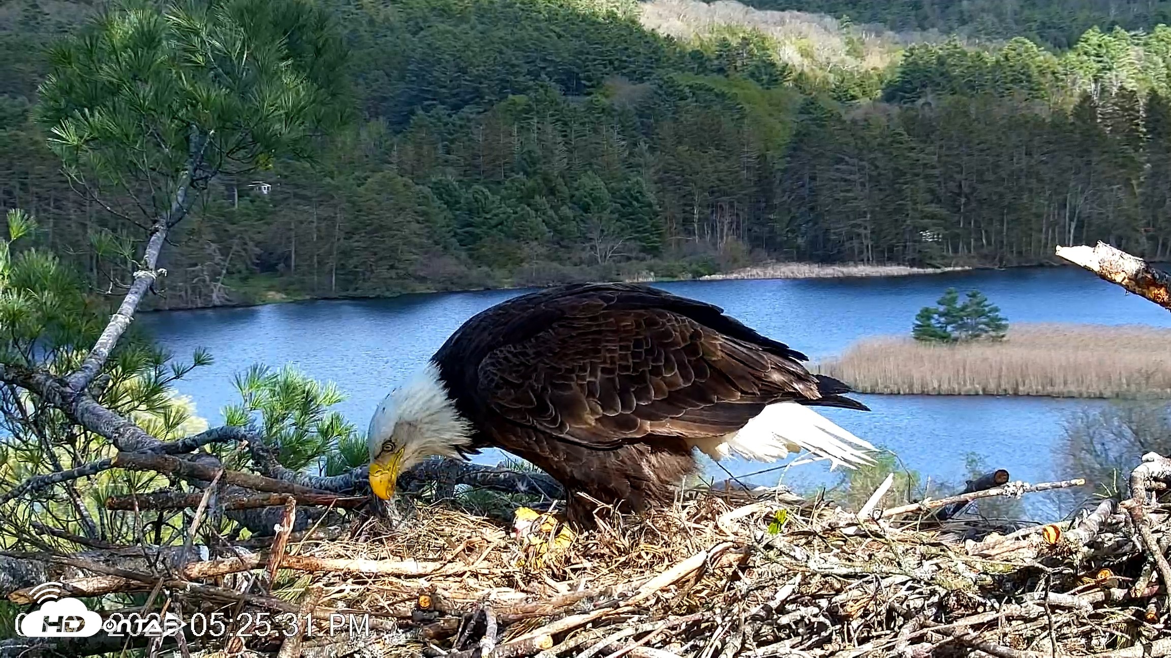 Snapshot of VINS Bald Eagles Nest Live Cams taken May 7, 2026, 5:26pm EDT