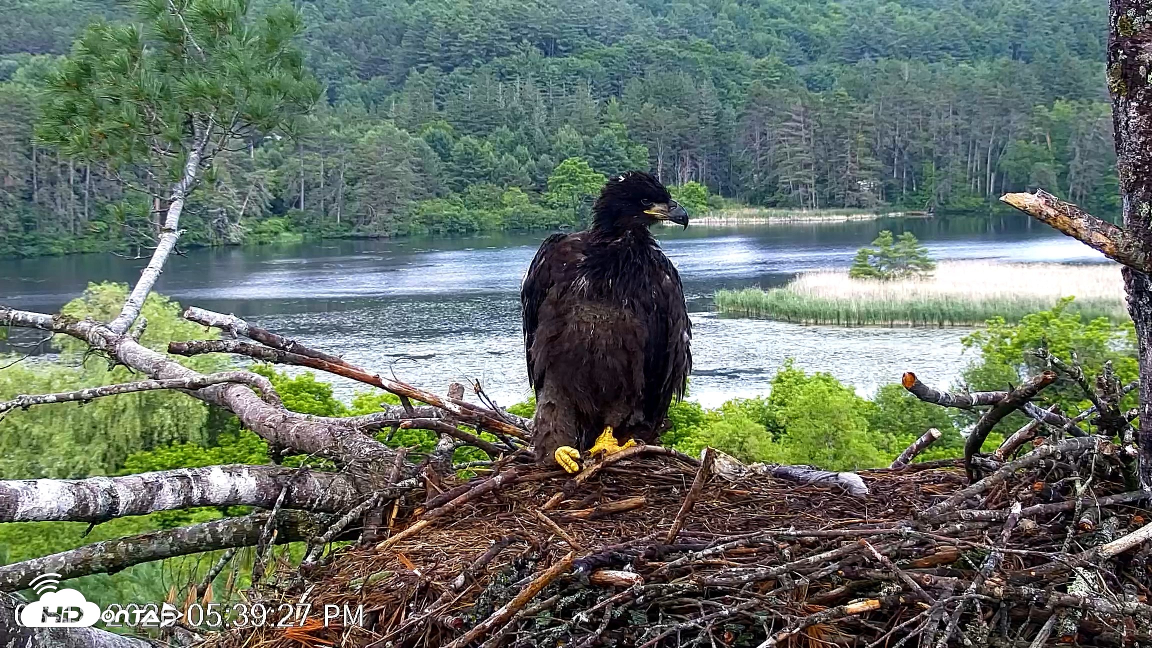 Snapshot of VINS Bald Eagles Nest Live Cams taken Jun 18, 2026, 5:40pm EDT