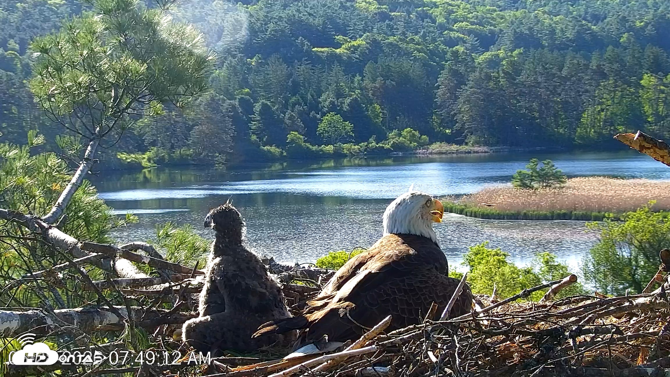 Snapshot of VINS Bald Eagles Nest Live Cams taken May 28, 2026, 7:49am EDT