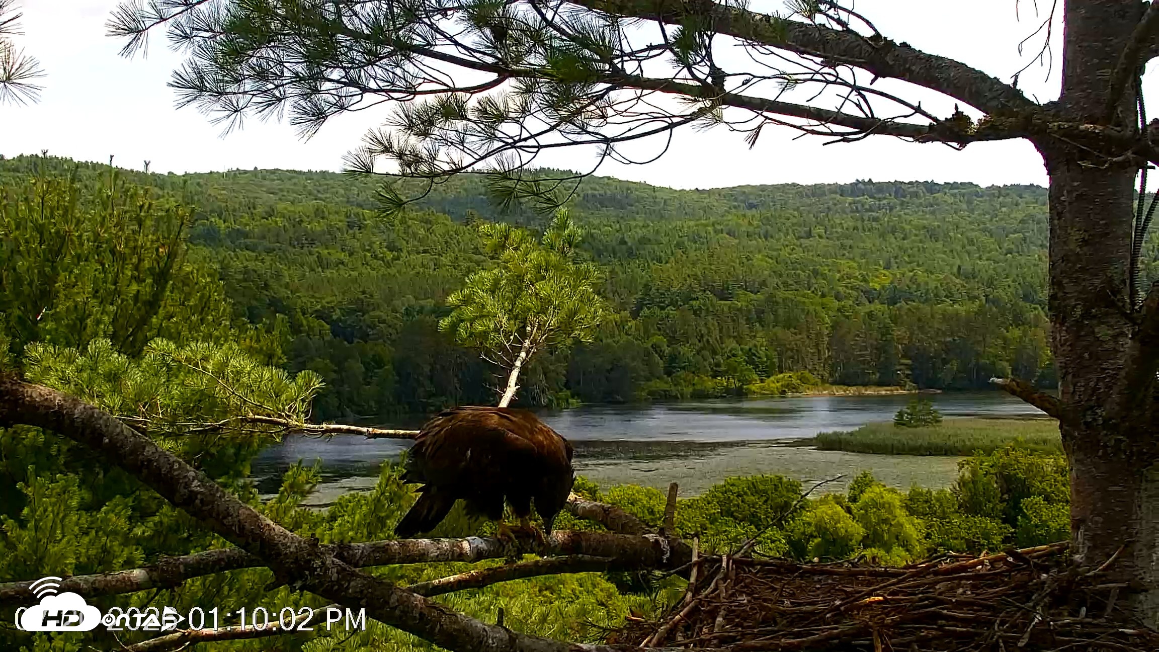 Snapshot of VINS Bald Eagles Nest Live Cams taken Jul 20, 2026, 1:10pm EDT
