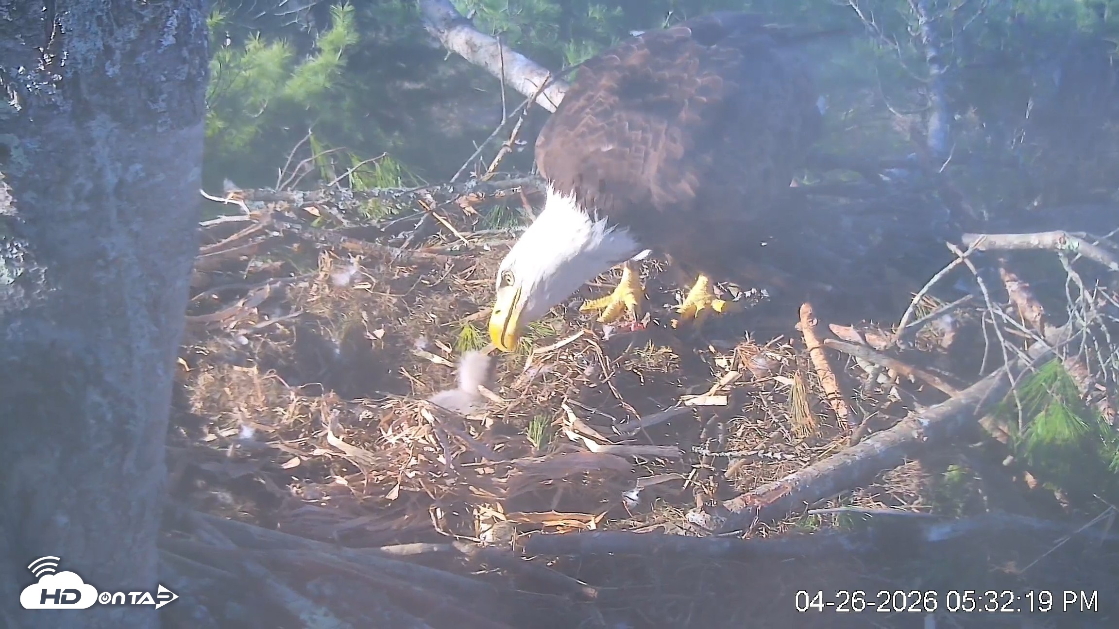 Snapshot of VINS Bald Eagles Nest Live Cams taken Apr 26, 2026, 5:33pm EDT