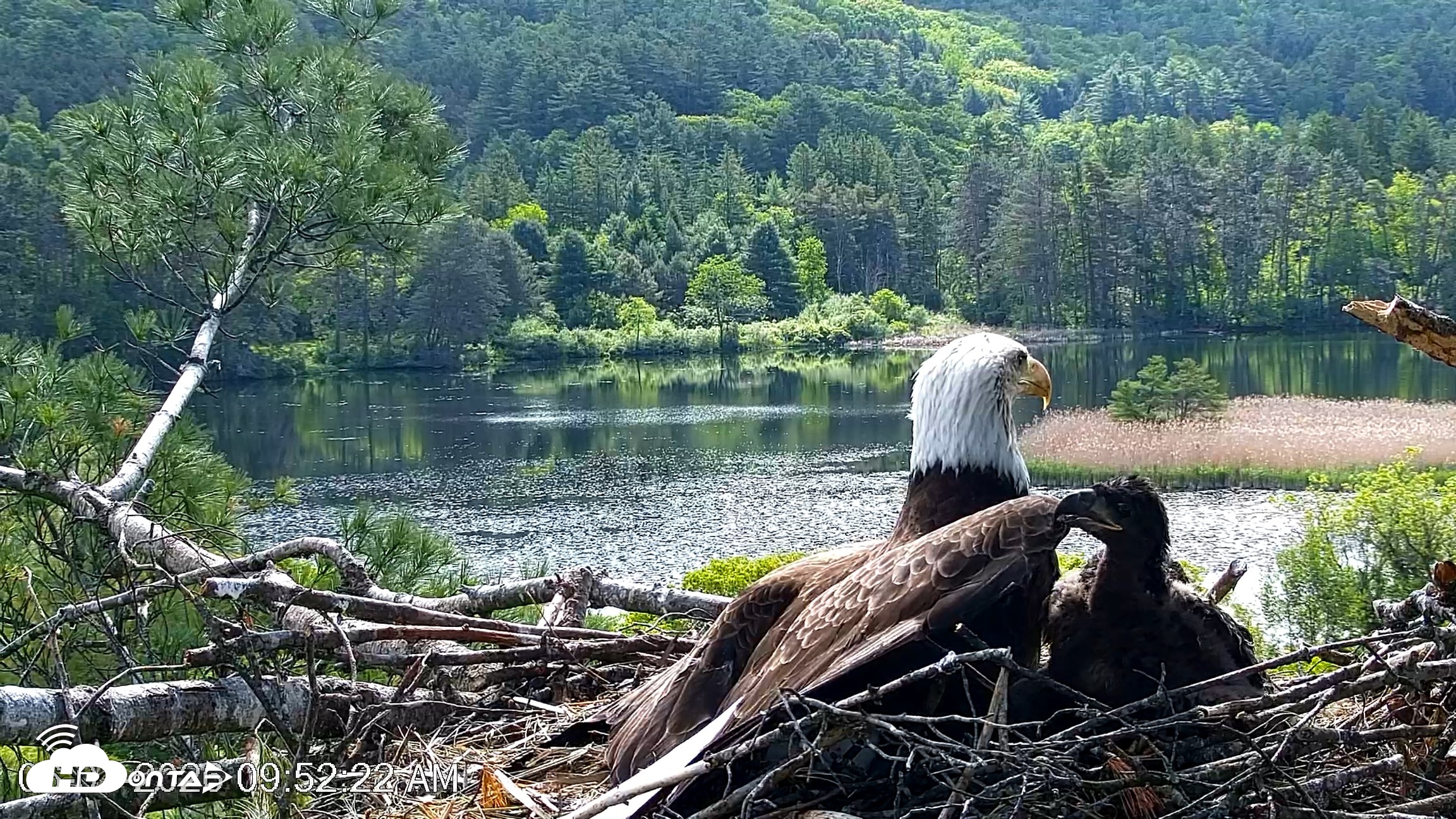 Snapshot of VINS Bald Eagles Nest Live Cams taken Jun 1, 2026, 9:53am EDT