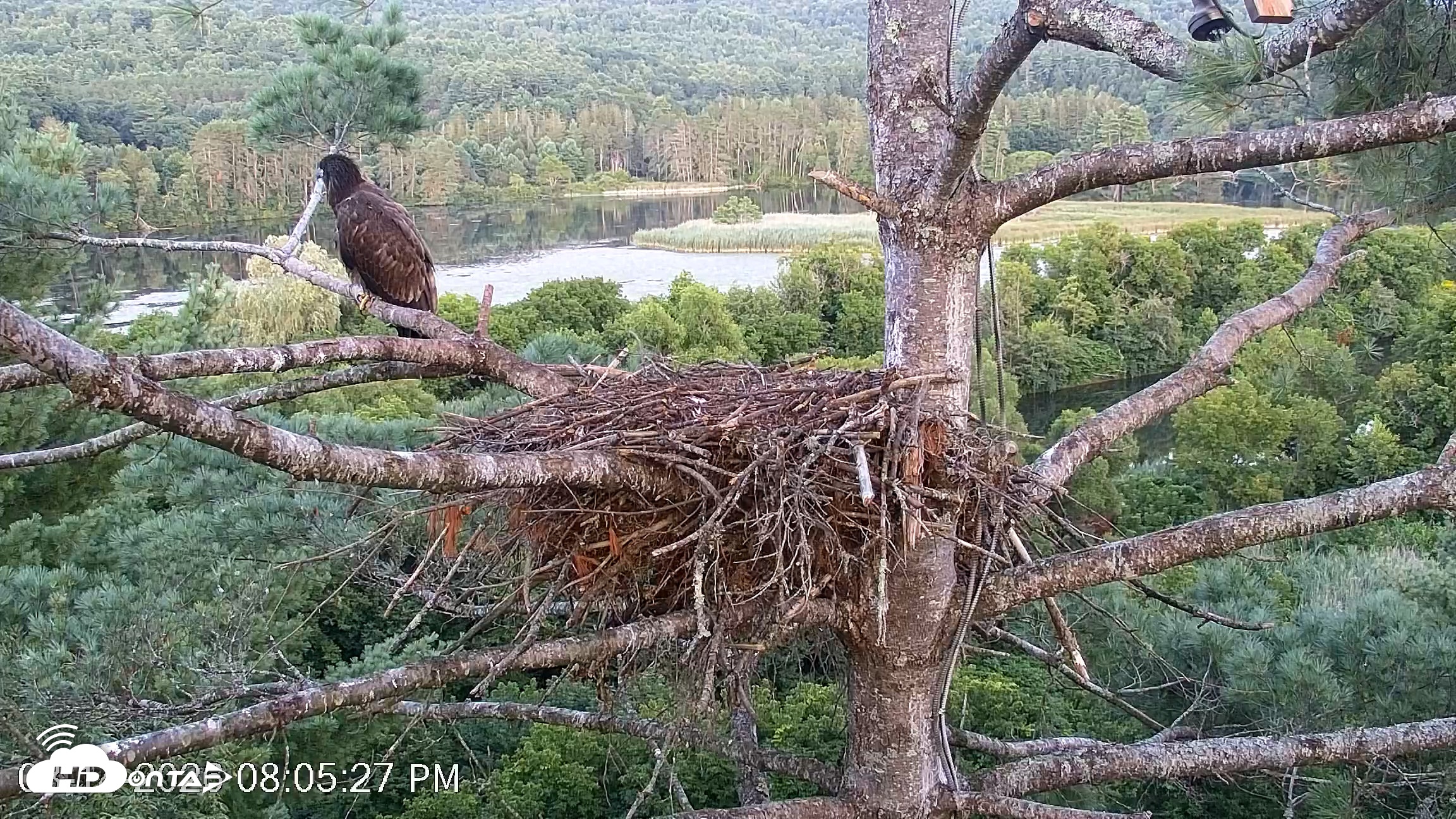 Snapshot of VINS Bald Eagles Nest Live Cams taken Aug 14, 2026, 8:06pm EDT