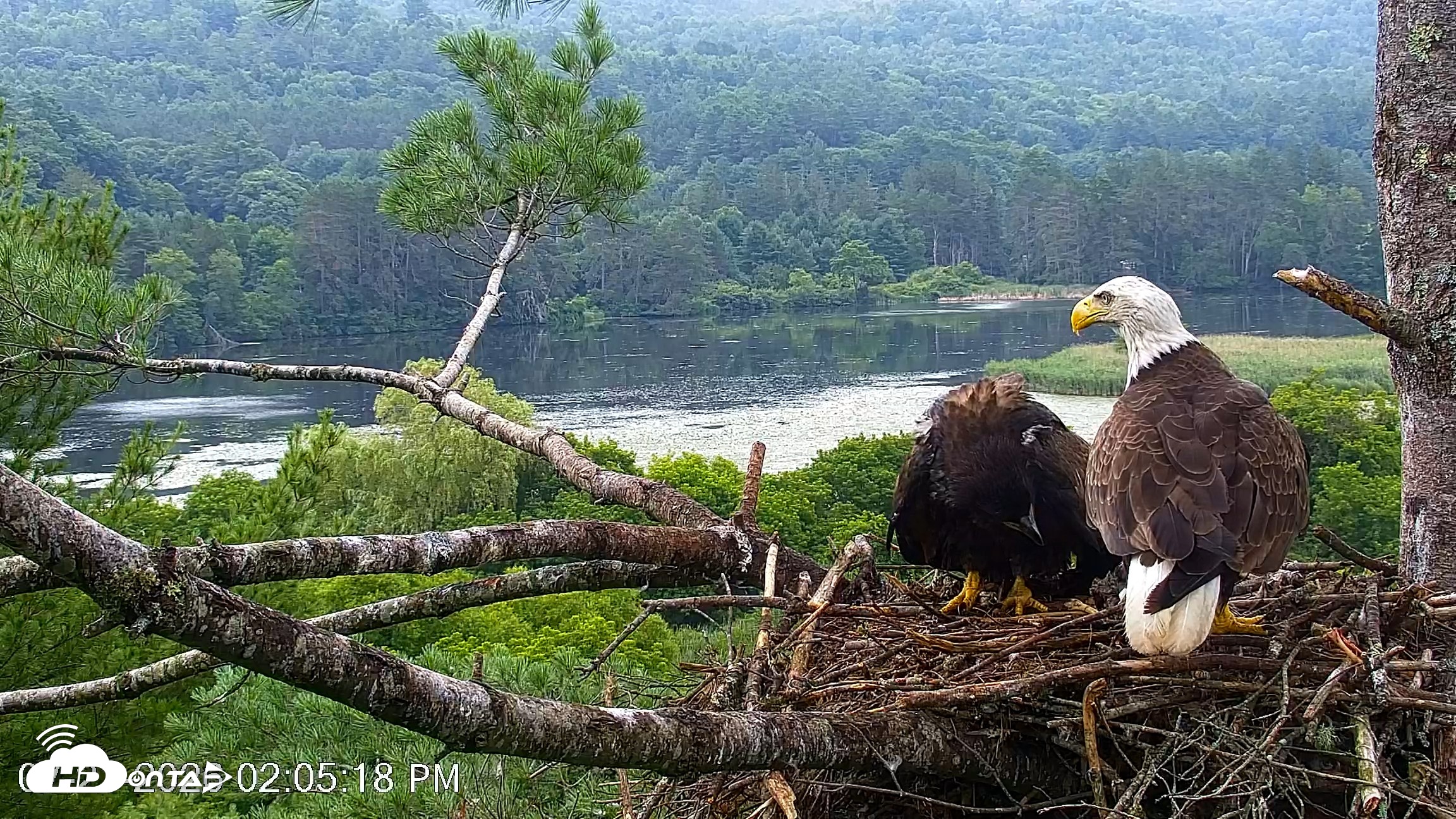 Snapshot of VINS Bald Eagles Nest Live Cams taken Jul 21, 2026, 2:06pm EDT
