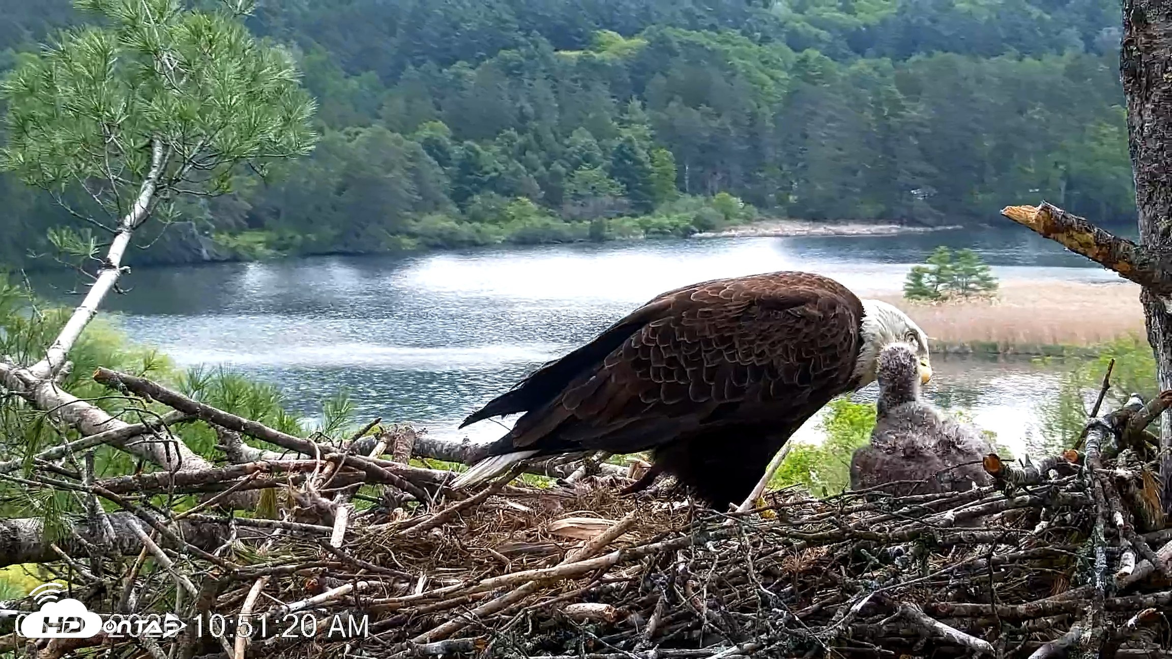 Snapshot of VINS Bald Eagles Nest Live Cams taken May 20, 2026, 10:52am EDT