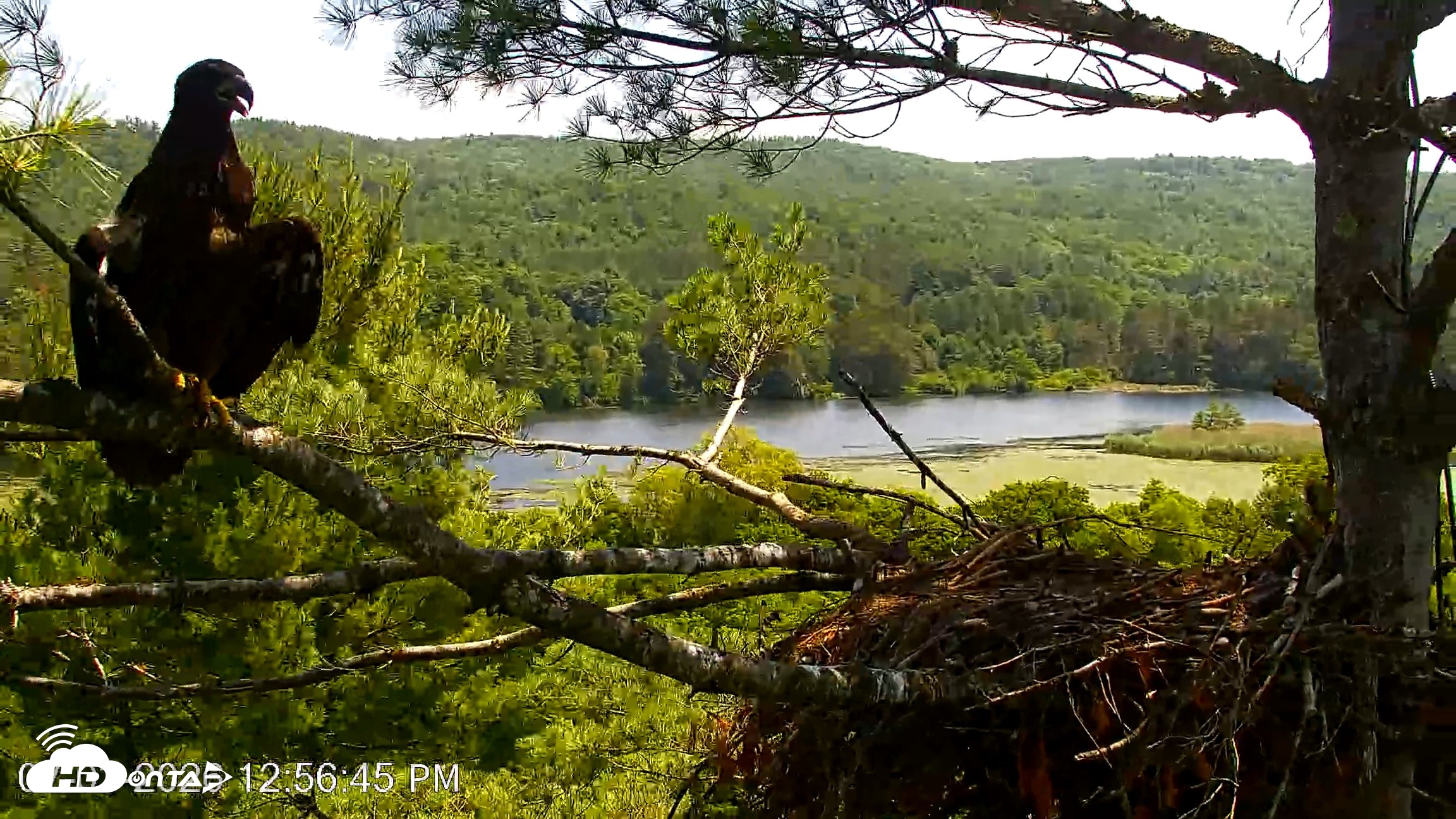 Snapshot of VINS Bald Eagles Nest Live Cams taken Jul 3, 2026, 12:57pm EDT