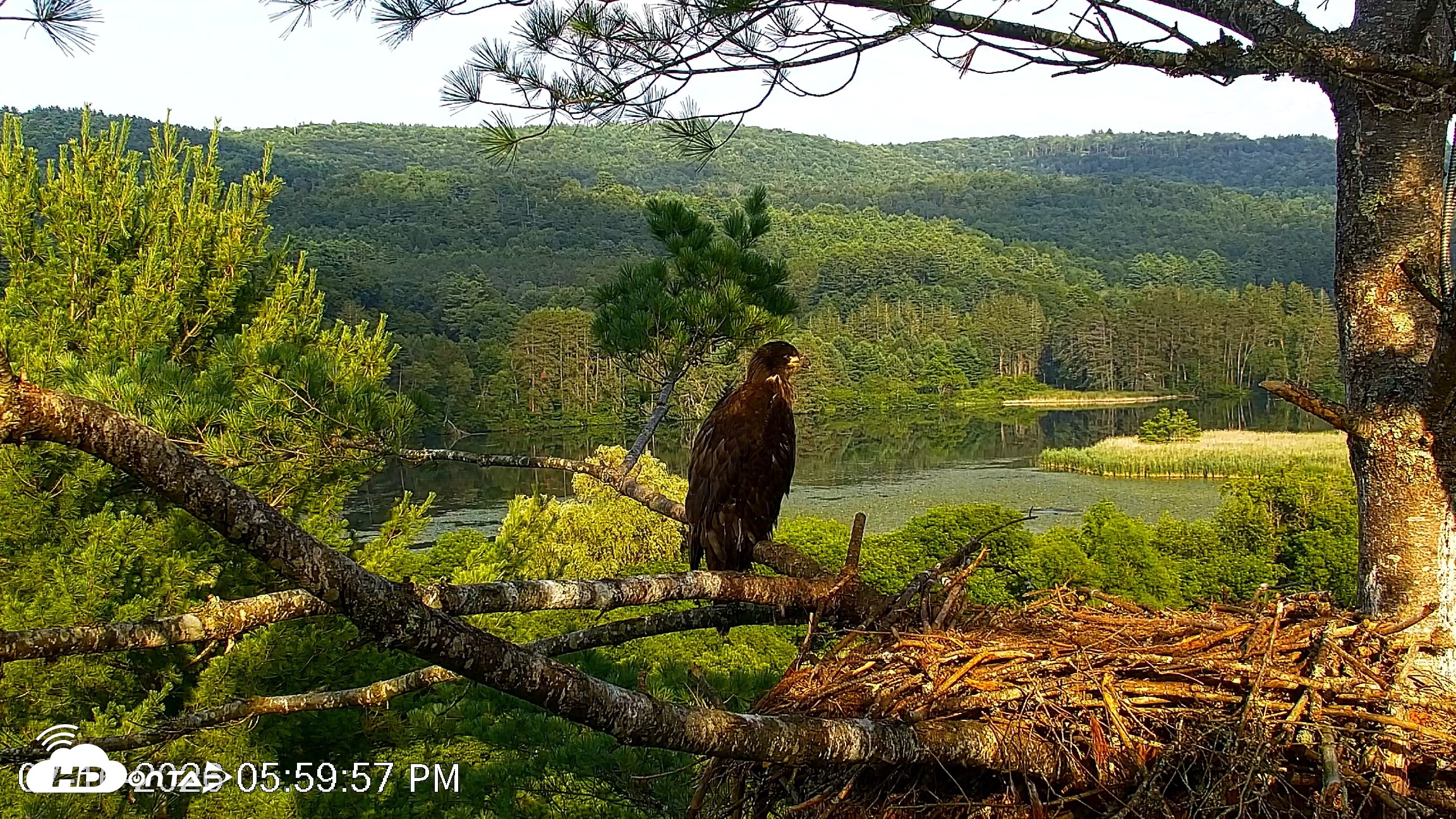 Snapshot of VINS Bald Eagles Nest Live Cams taken Jul 16, 2026, 6:00pm EDT