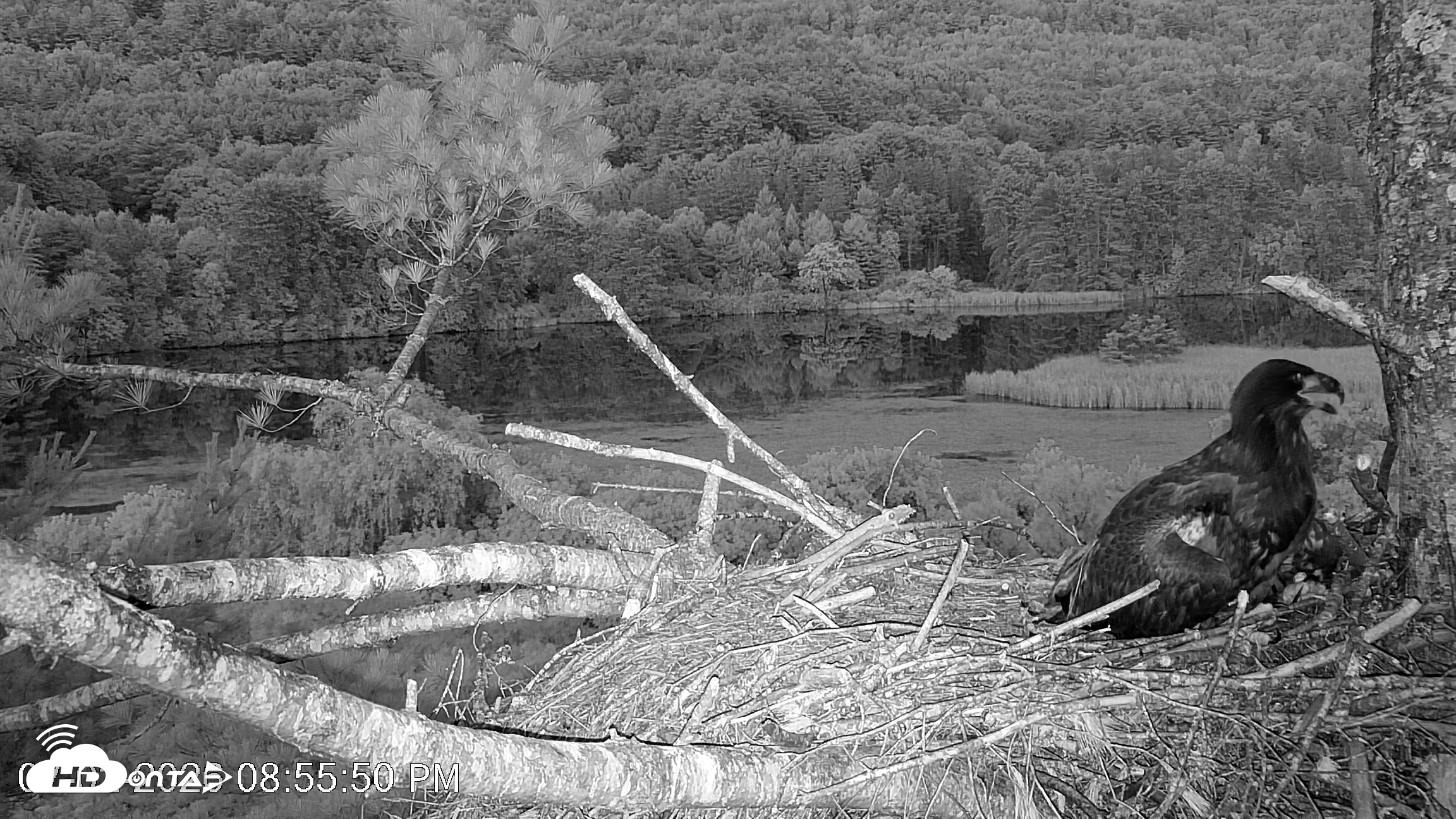Snapshot of VINS Bald Eagles Nest Live Cams taken Jul 2, 2026, 8:56pm EDT