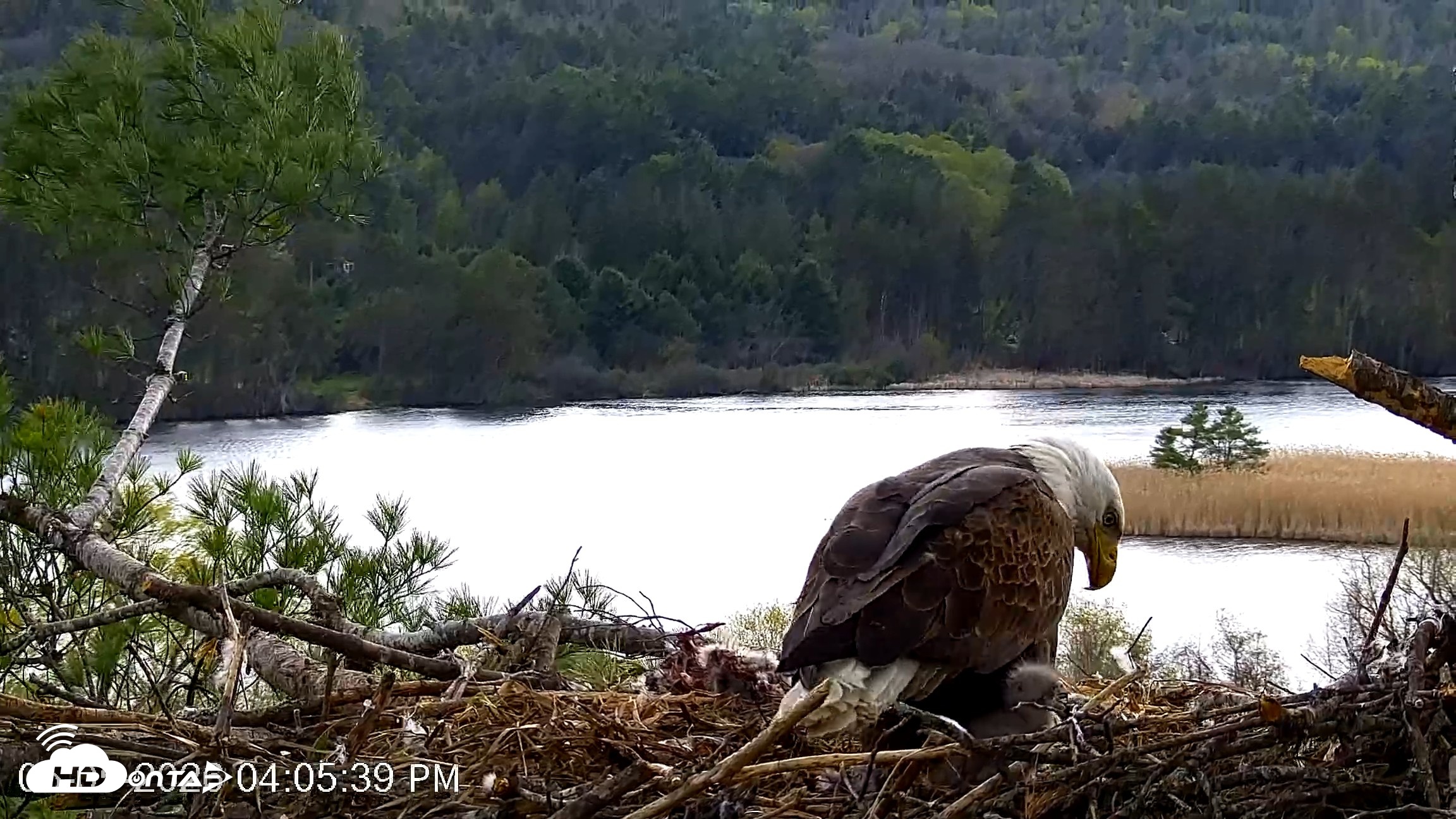Snapshot of VINS Bald Eagles Nest Live Cams taken May 5, 2026, 4:06pm EDT