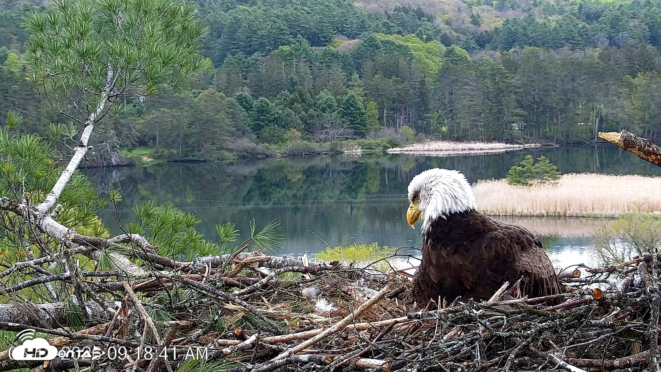 Snapshot of VINS Bald Eagles Nest Live Cams taken May 13, 2026, 9:19am EDT
