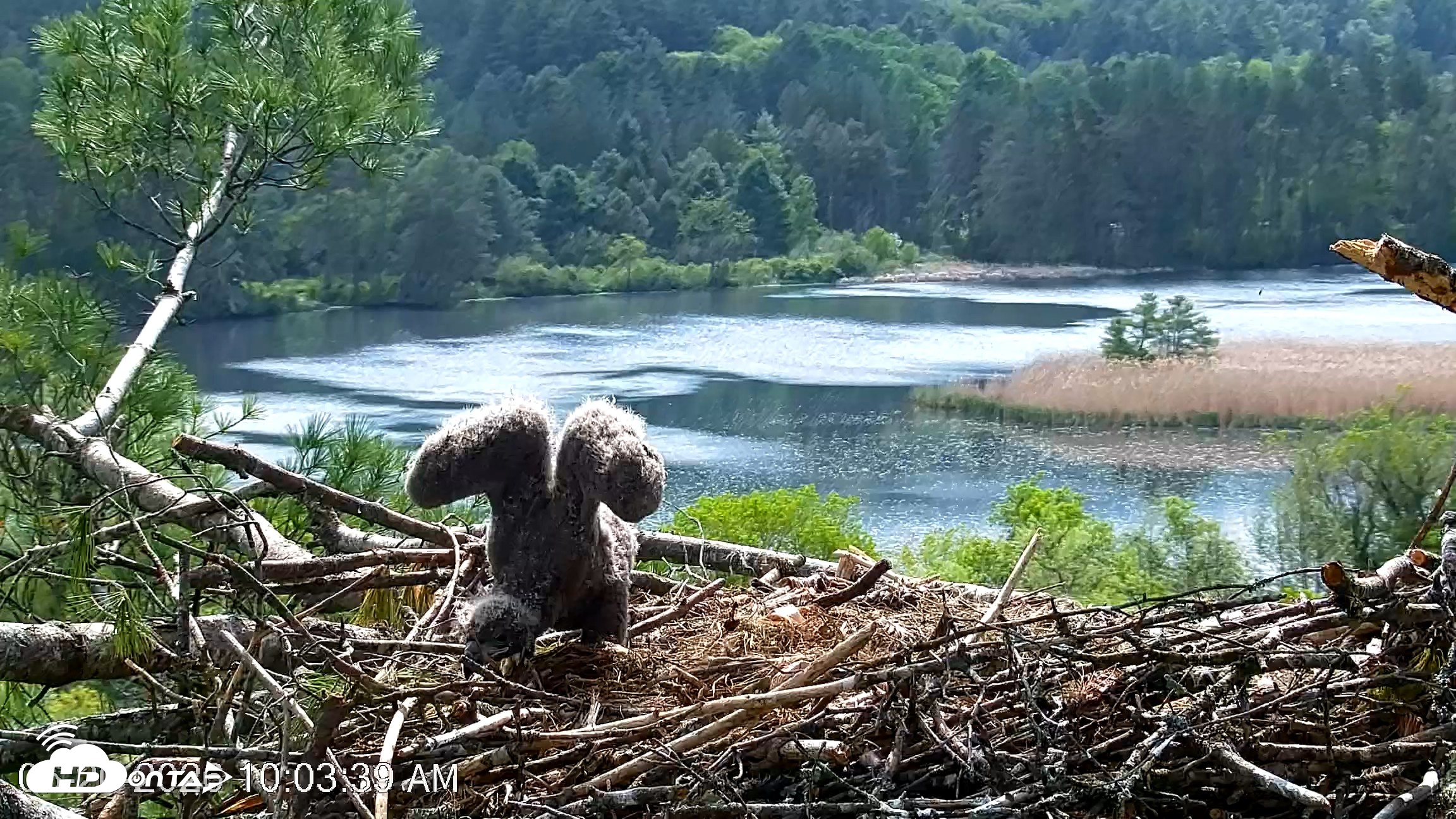 Snapshot of VINS Bald Eagles Nest Live Cams taken May 20, 2026, 10:04am EDT