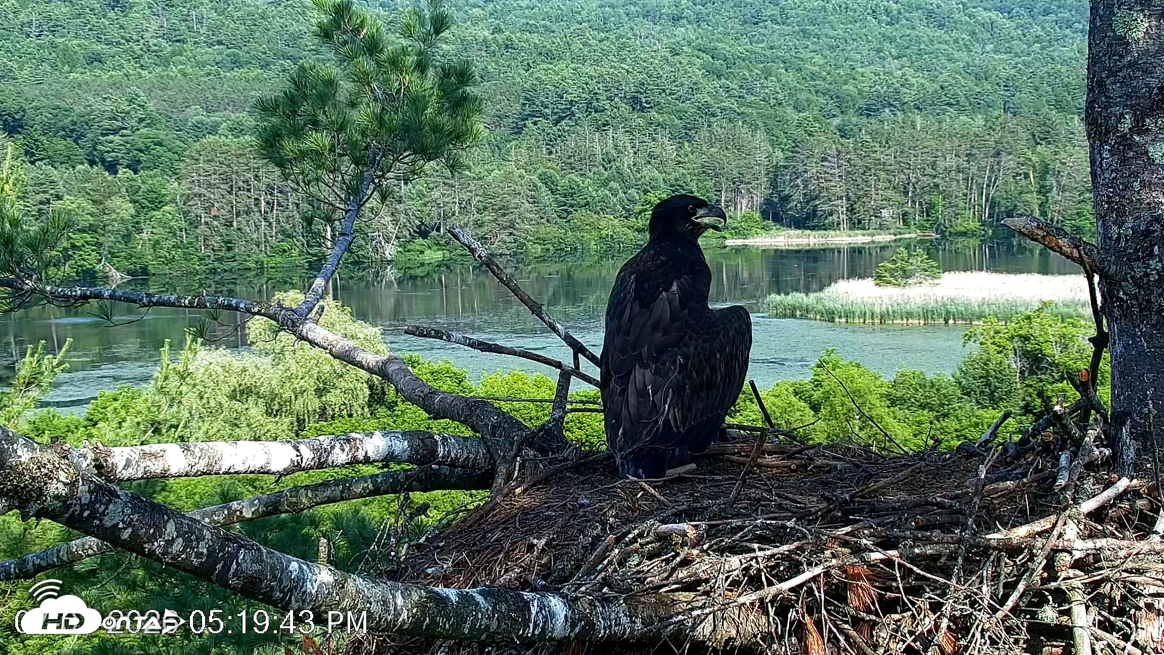 Snapshot of VINS Bald Eagles Nest Live Cams taken Jul 1, 2026, 5:20pm EDT
