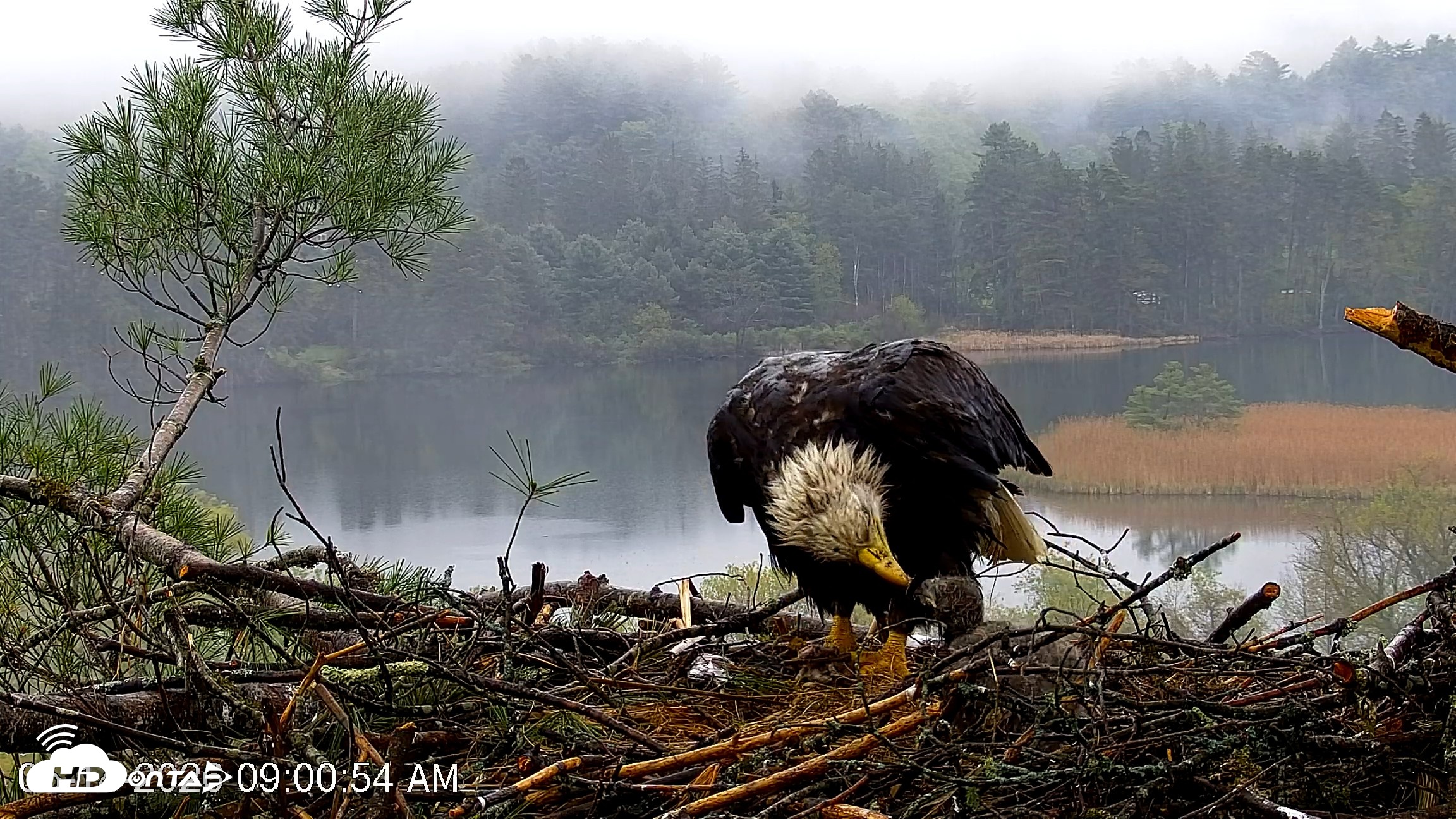 Snapshot of VINS Bald Eagles Nest Live Cams taken May 14, 2026, 9:02am EDT