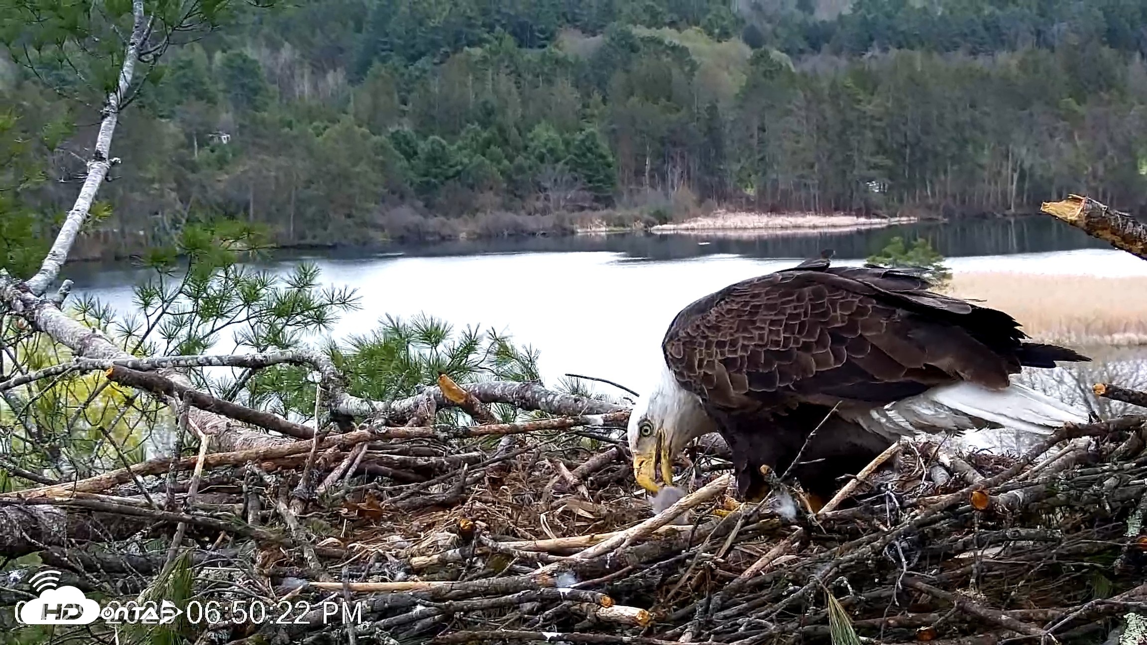 Snapshot of VINS Bald Eagles Nest Live Cams taken Apr 29, 2026, 6:53pm EDT