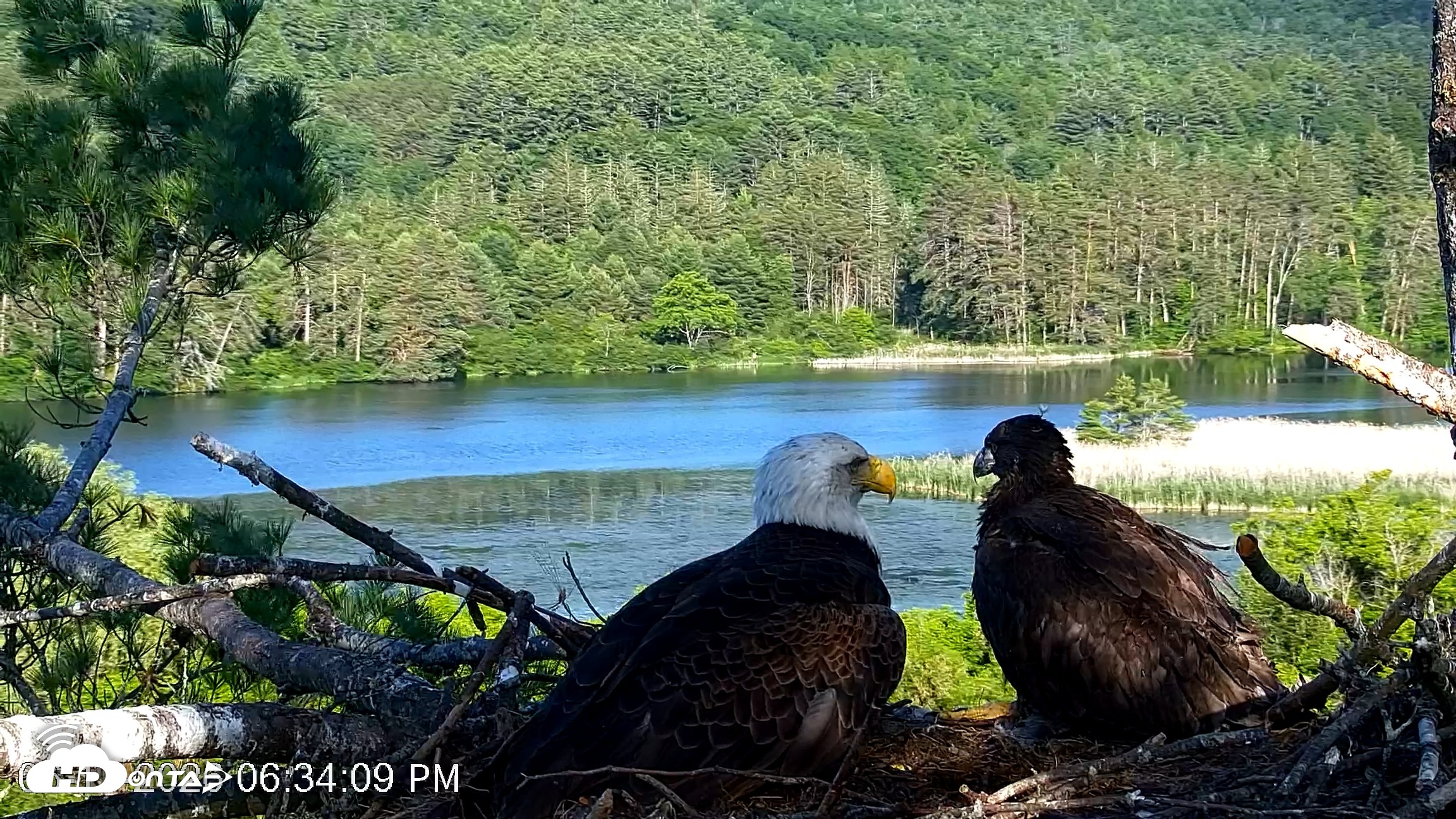 Snapshot of VINS Bald Eagles Nest Live Cams taken Jun 17, 2026, 6:35pm EDT