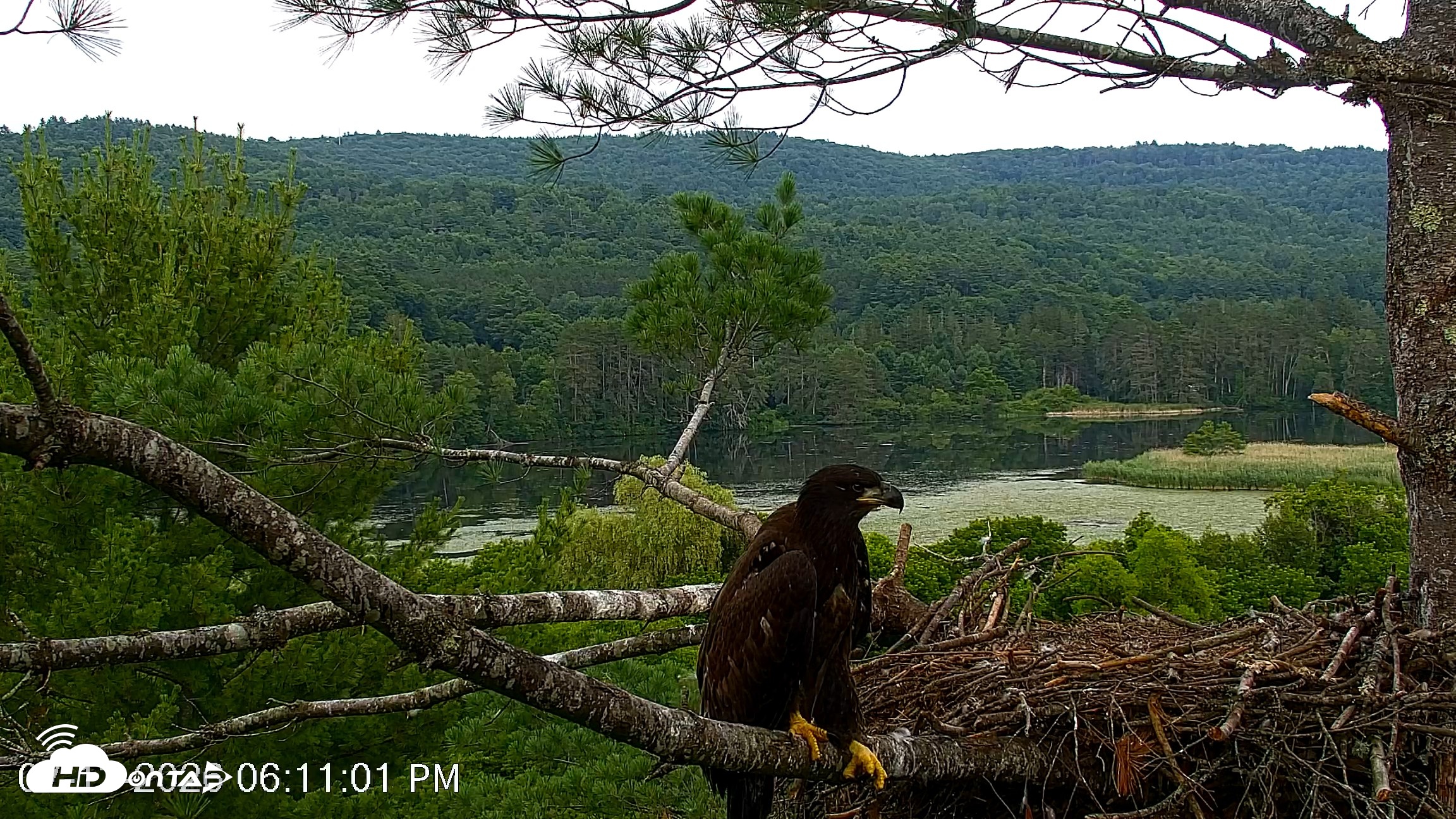 Snapshot of VINS Bald Eagles Nest Live Cams taken Jul 13, 2026, 6:11pm EDT