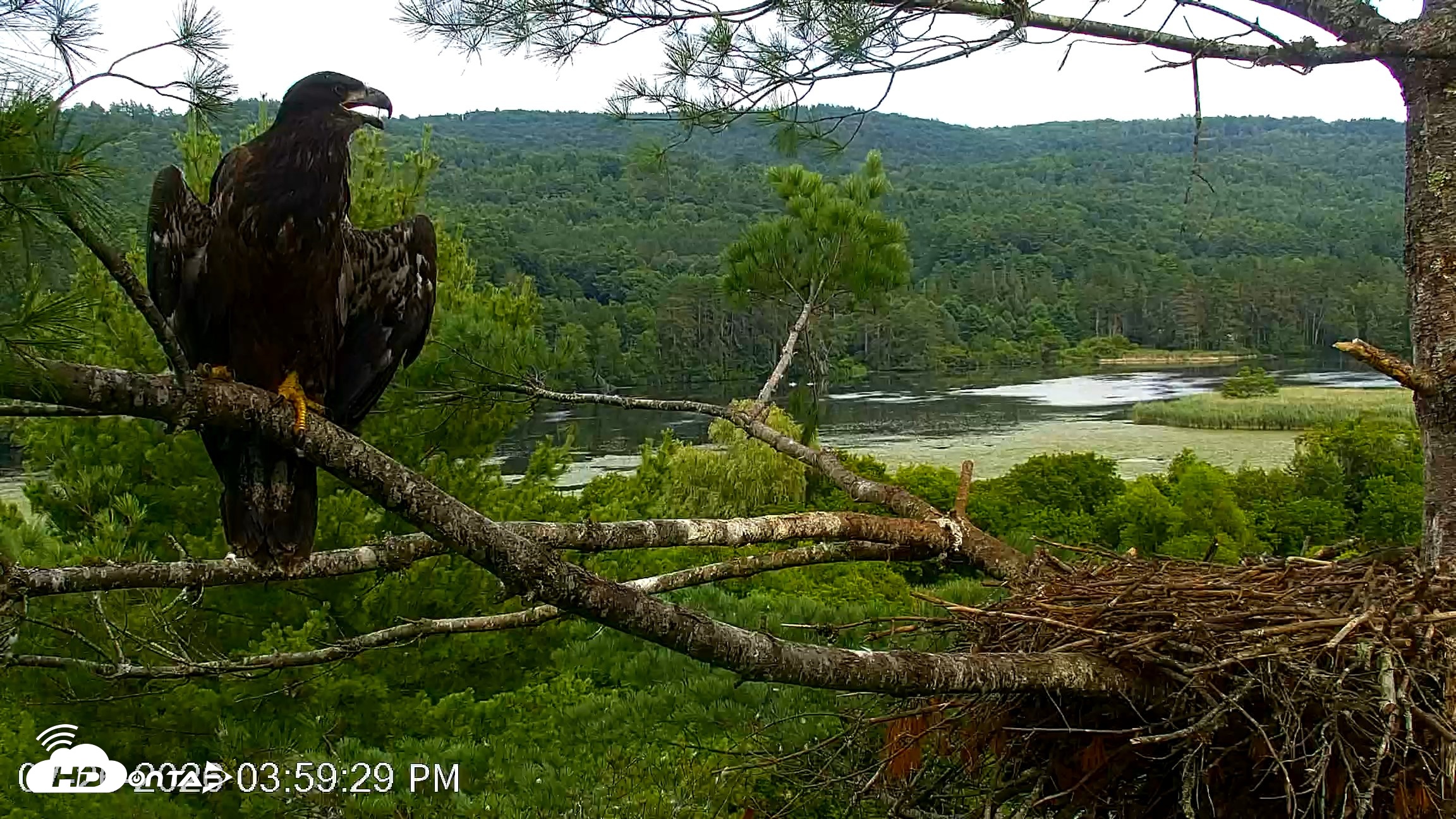Snapshot of VINS Bald Eagles Nest Live Cams taken Jul 26, 2026, 4:00pm EDT