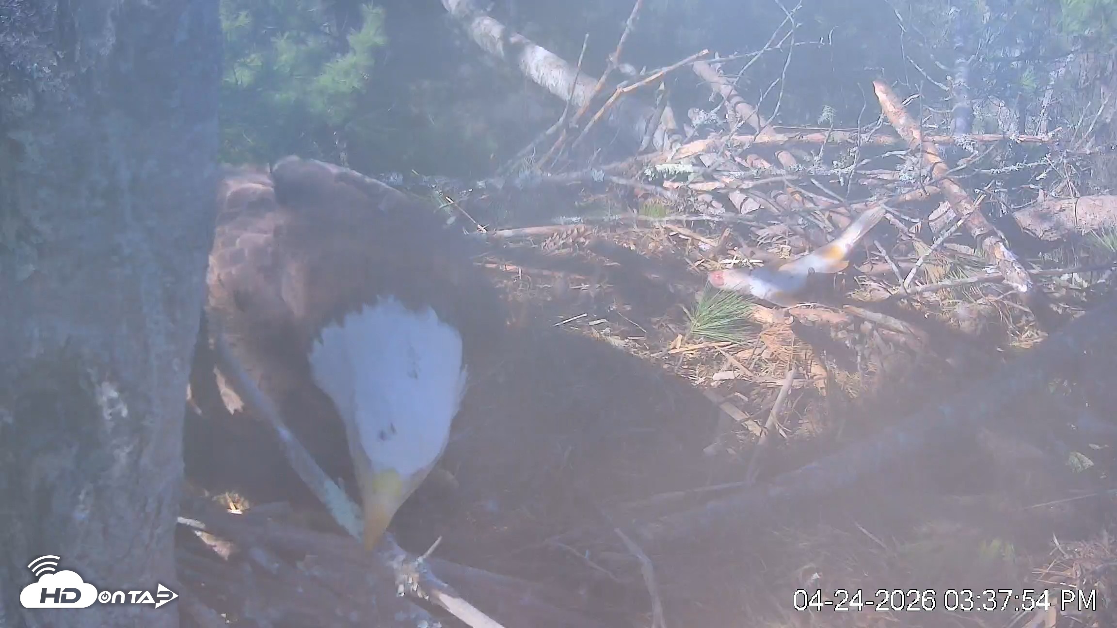 Snapshot of VINS Bald Eagles Nest Live Cams taken Apr 24, 2026, 3:38pm EDT