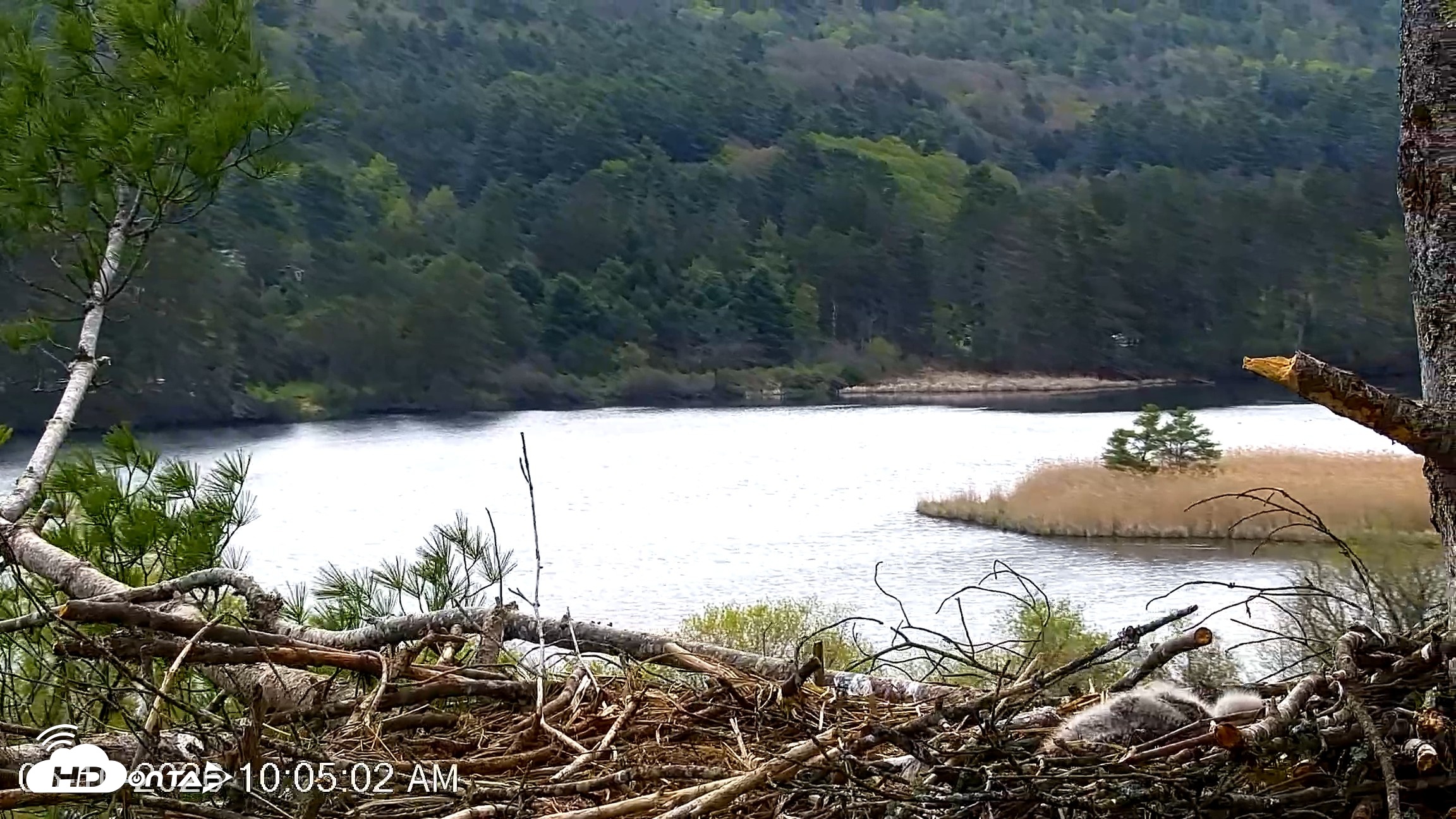 Snapshot of VINS Bald Eagles Nest Live Cams taken May 10, 2026, 10:05am EDT