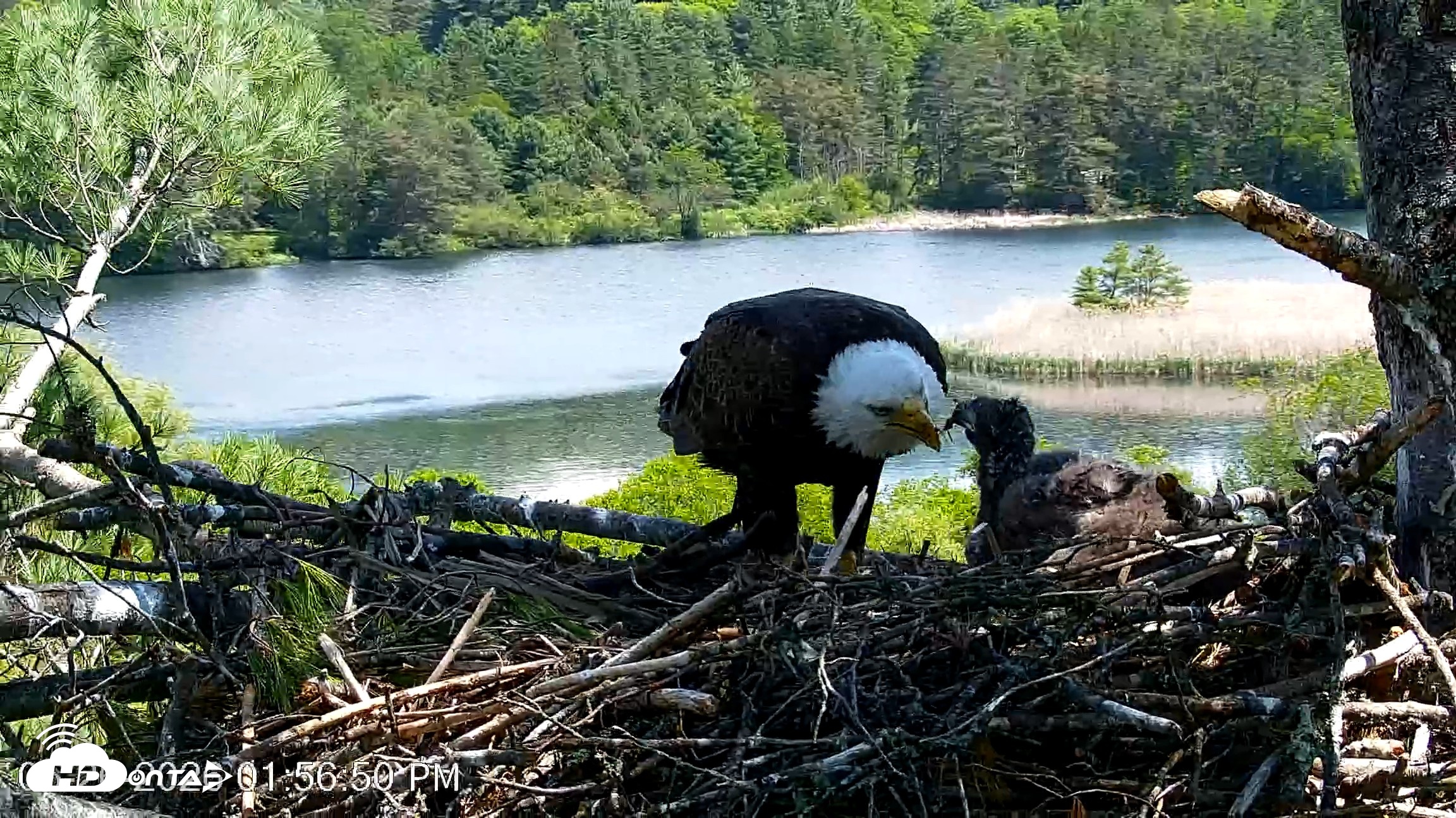 Snapshot of VINS Bald Eagles Nest Live Cams taken May 26, 2026, 1:57pm EDT