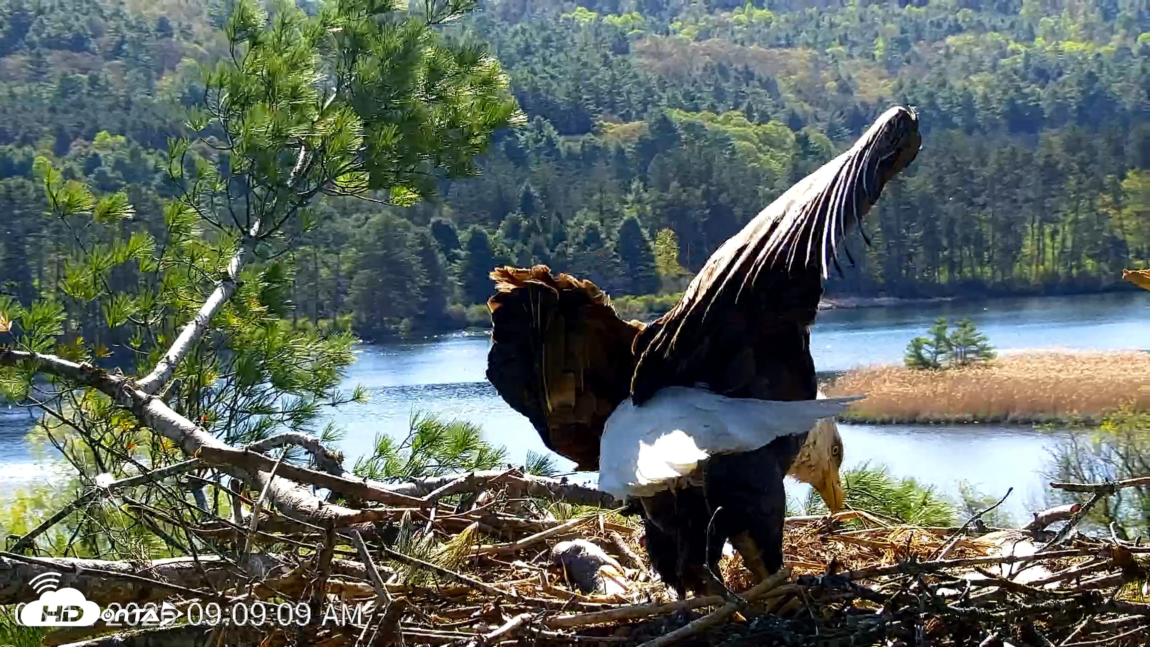Snapshot of VINS Bald Eagles Nest Live Cams taken May 12, 2026, 9:10am EDT