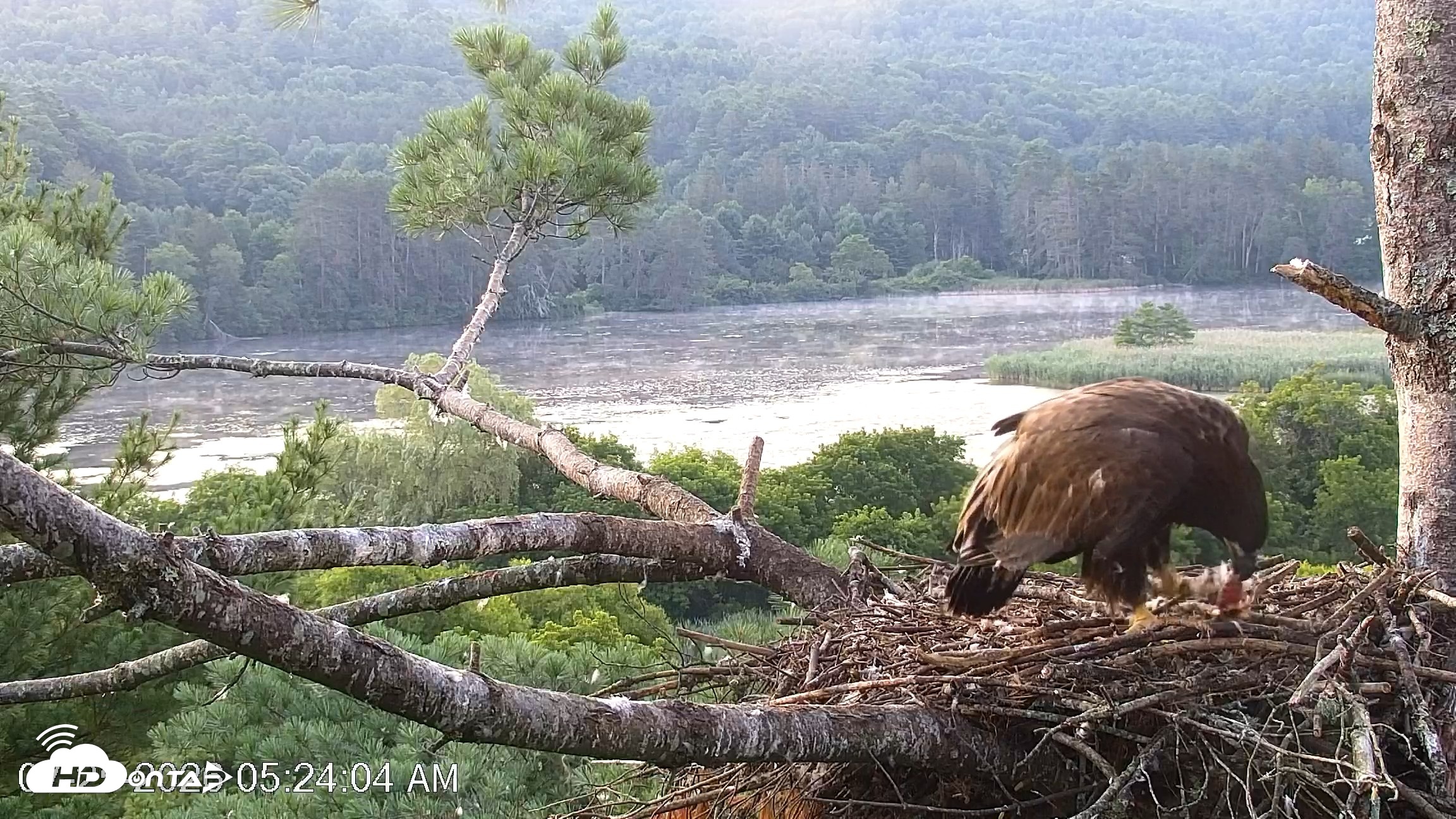 Snapshot of VINS Bald Eagles Nest Live Cams taken Jul 25, 2026, 5:24am EDT