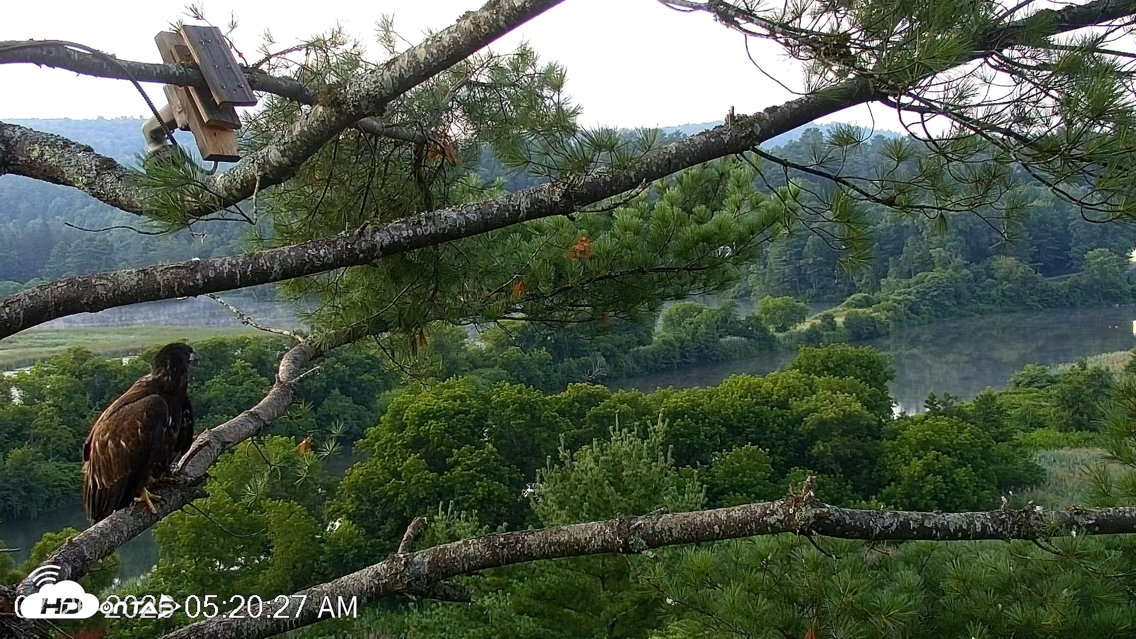 Snapshot of VINS Bald Eagles Nest Live Cams taken Jul 26, 2026, 5:21am EDT