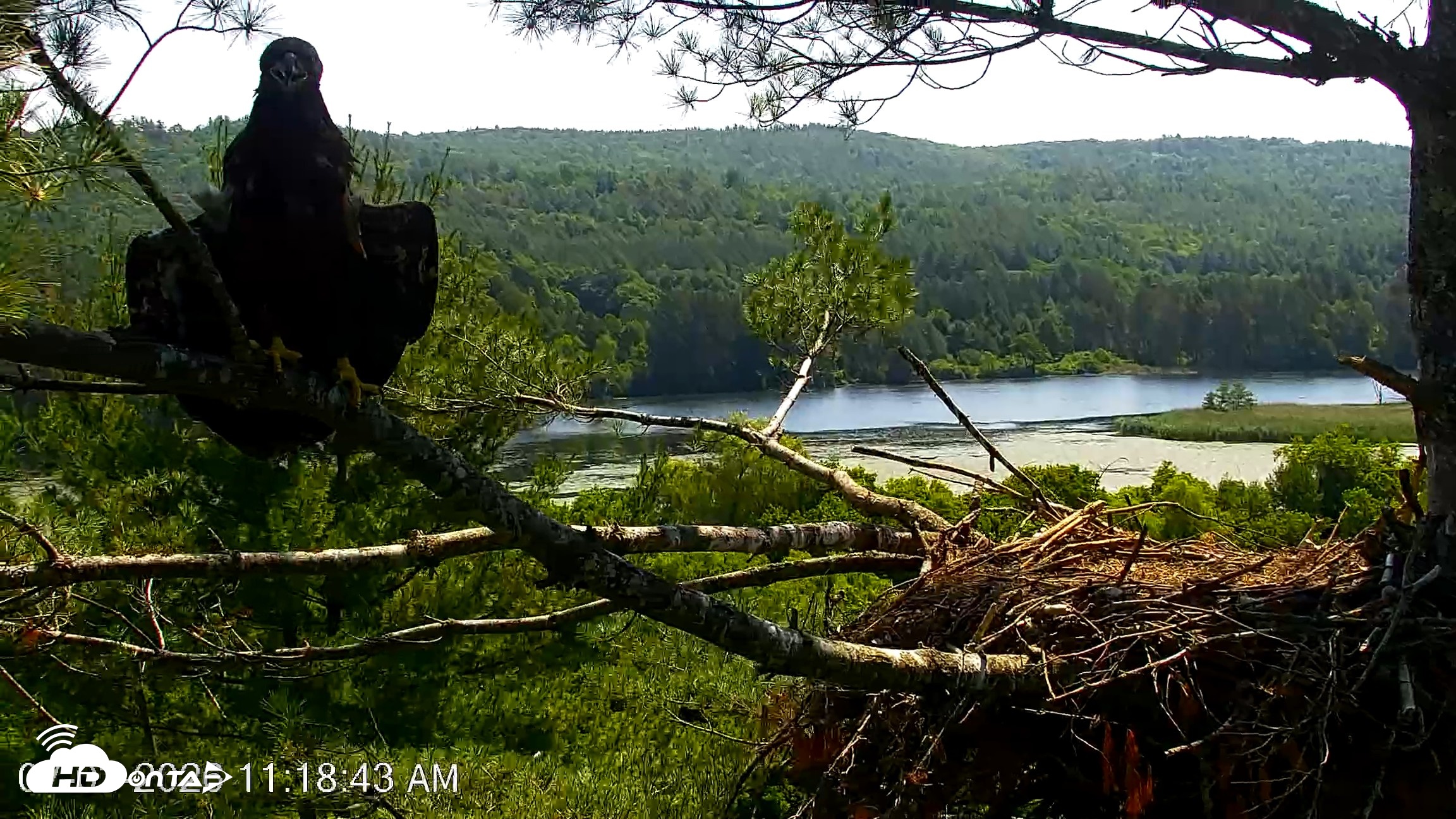Snapshot of VINS Bald Eagles Nest Live Cams taken Jul 3, 2026, 11:19am EDT