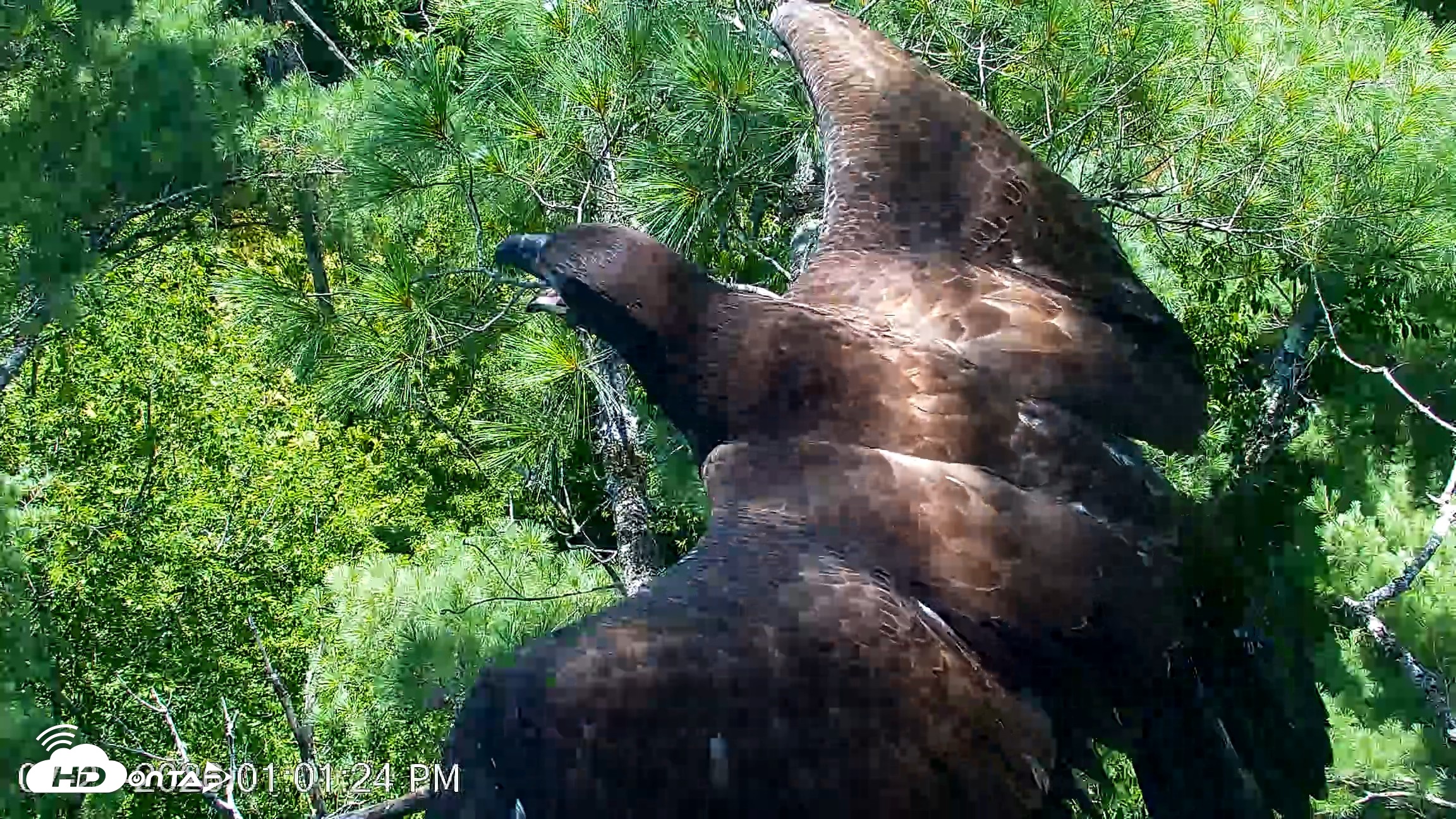 Snapshot of VINS Bald Eagles Nest Live Cams taken Jul 27, 2026, 1:02pm EDT