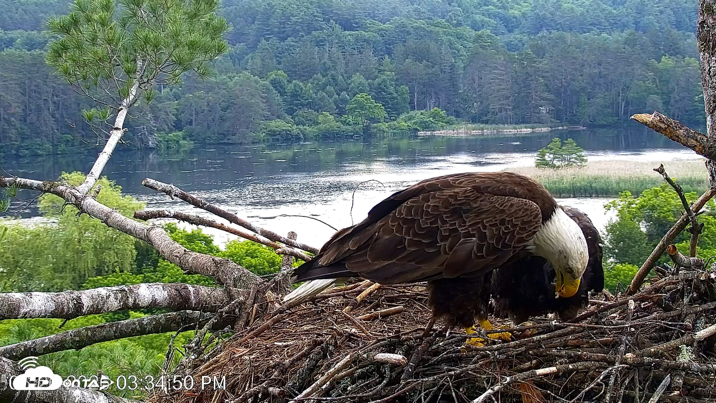 Snapshot of VINS Bald Eagles Nest Live Cams taken Jun 26, 2026, 3:35pm EDT