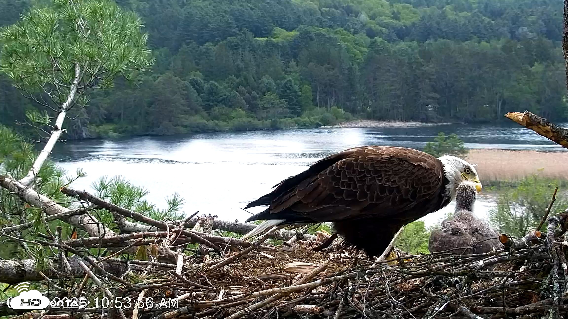 Snapshot of VINS Bald Eagles Nest Live Cams taken May 20, 2026, 10:54am EDT