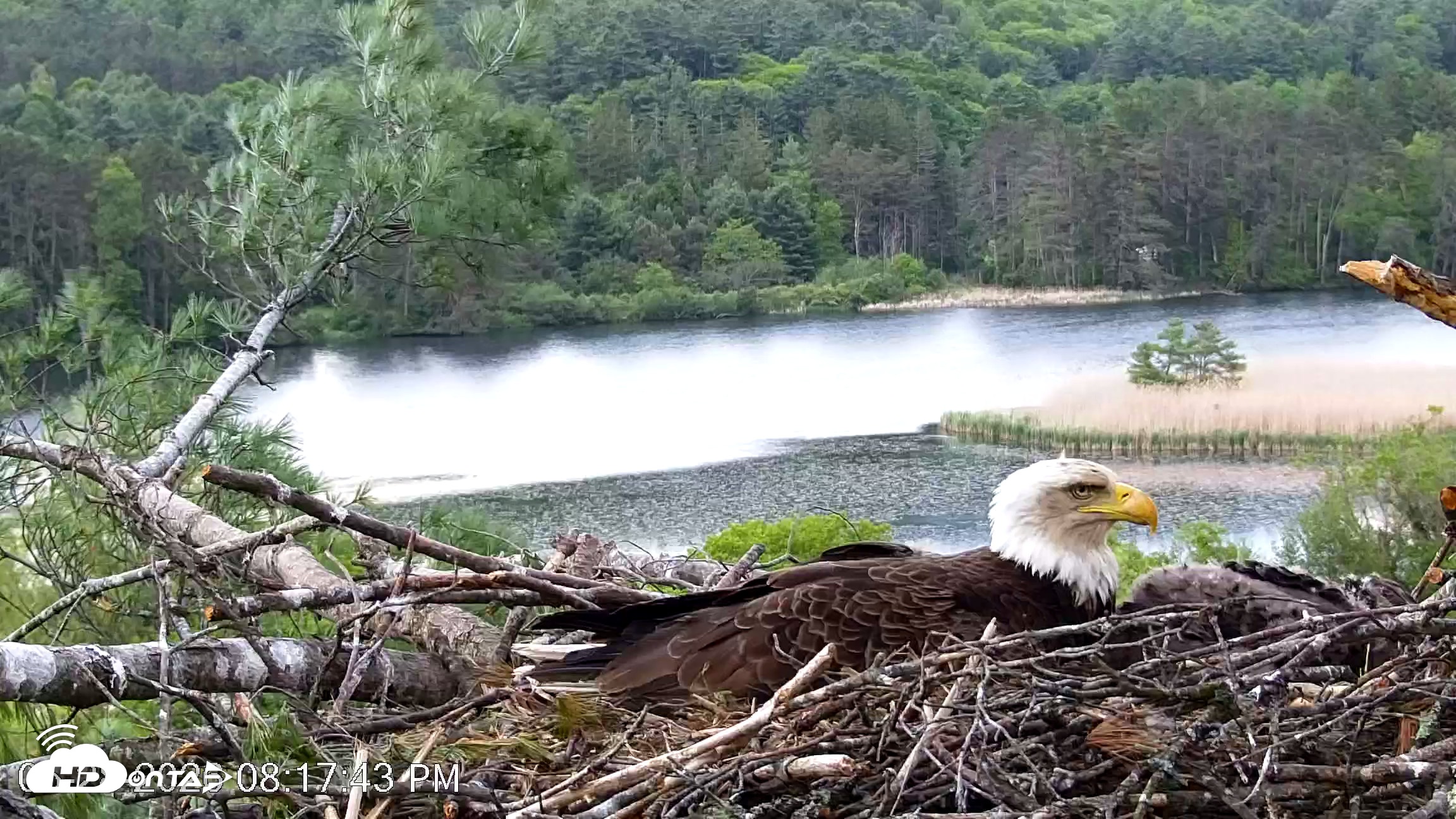 Snapshot of VINS Bald Eagles Nest Live Cams taken May 28, 2026, 8:18pm EDT