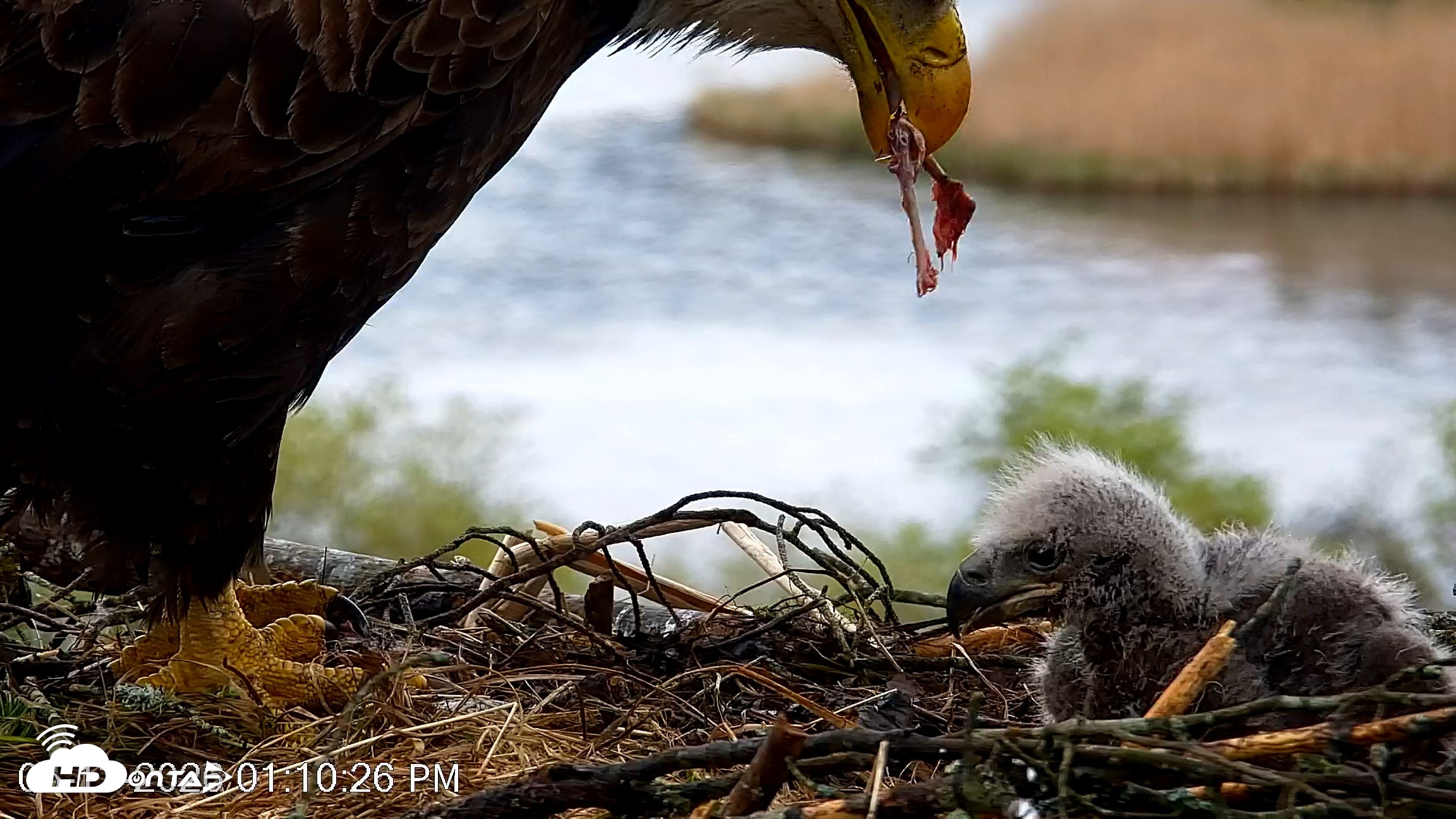 Snapshot of VINS Bald Eagles Nest Live Cams taken May 13, 2026, 1:11pm EDT