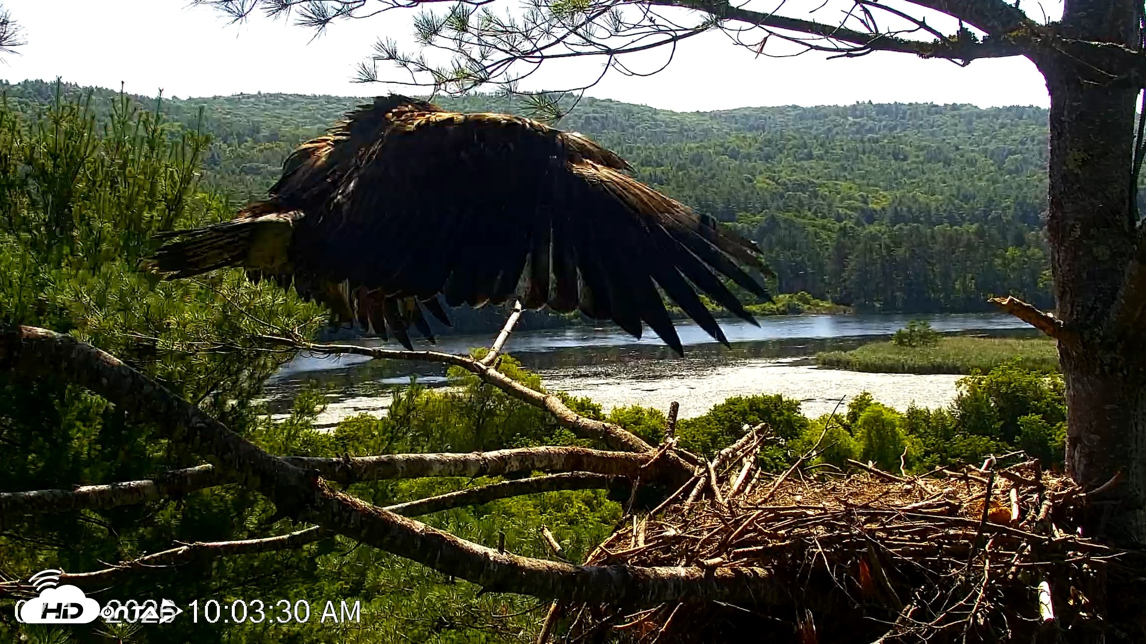 Snapshot of VINS Bald Eagles Nest Live Cams taken Jul 17, 2026, 10:04am EDT