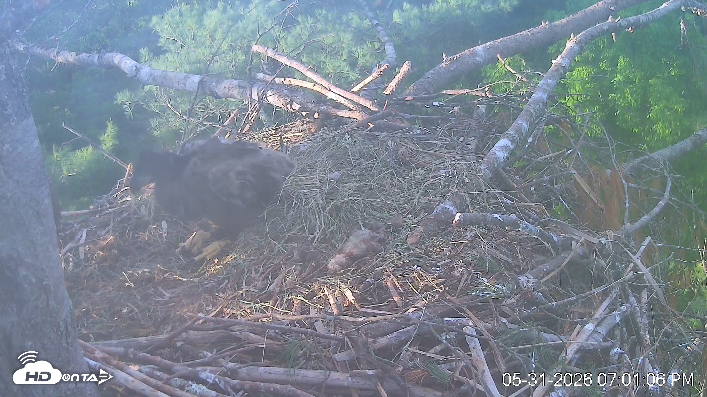 Snapshot of VINS Bald Eagles Nest Live Cams taken May 31, 2026, 7:01pm EDT
